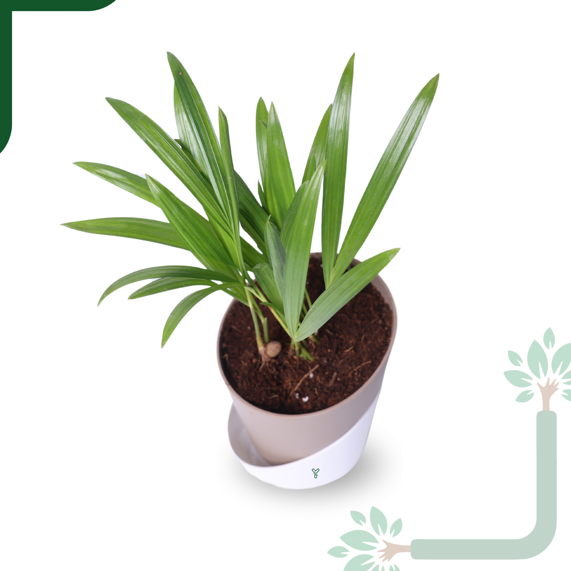 Air-purifier Areca Palm 4-inch Self Watering Pot - Perfect Office or Home Decor_2