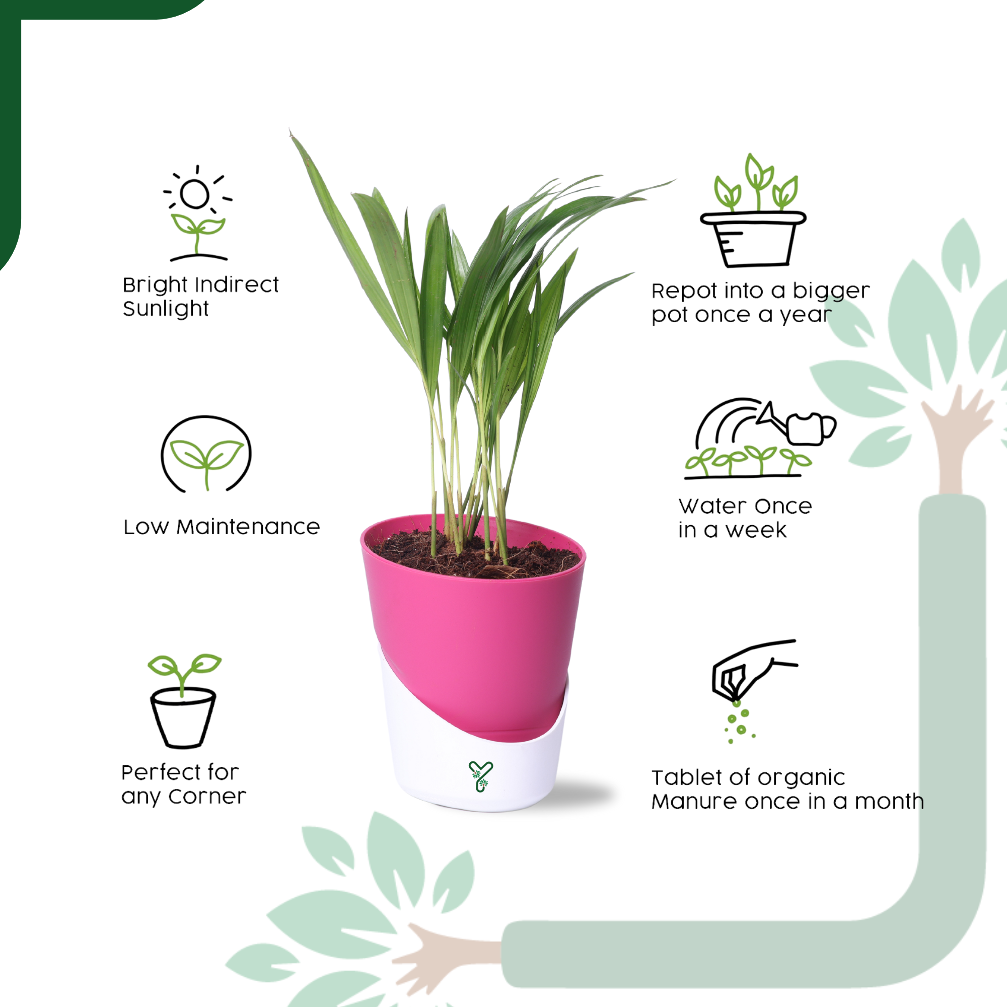 Air-purifier Areca Palm 4-inch Self Watering Pot - Perfect Office or Home Decor_3