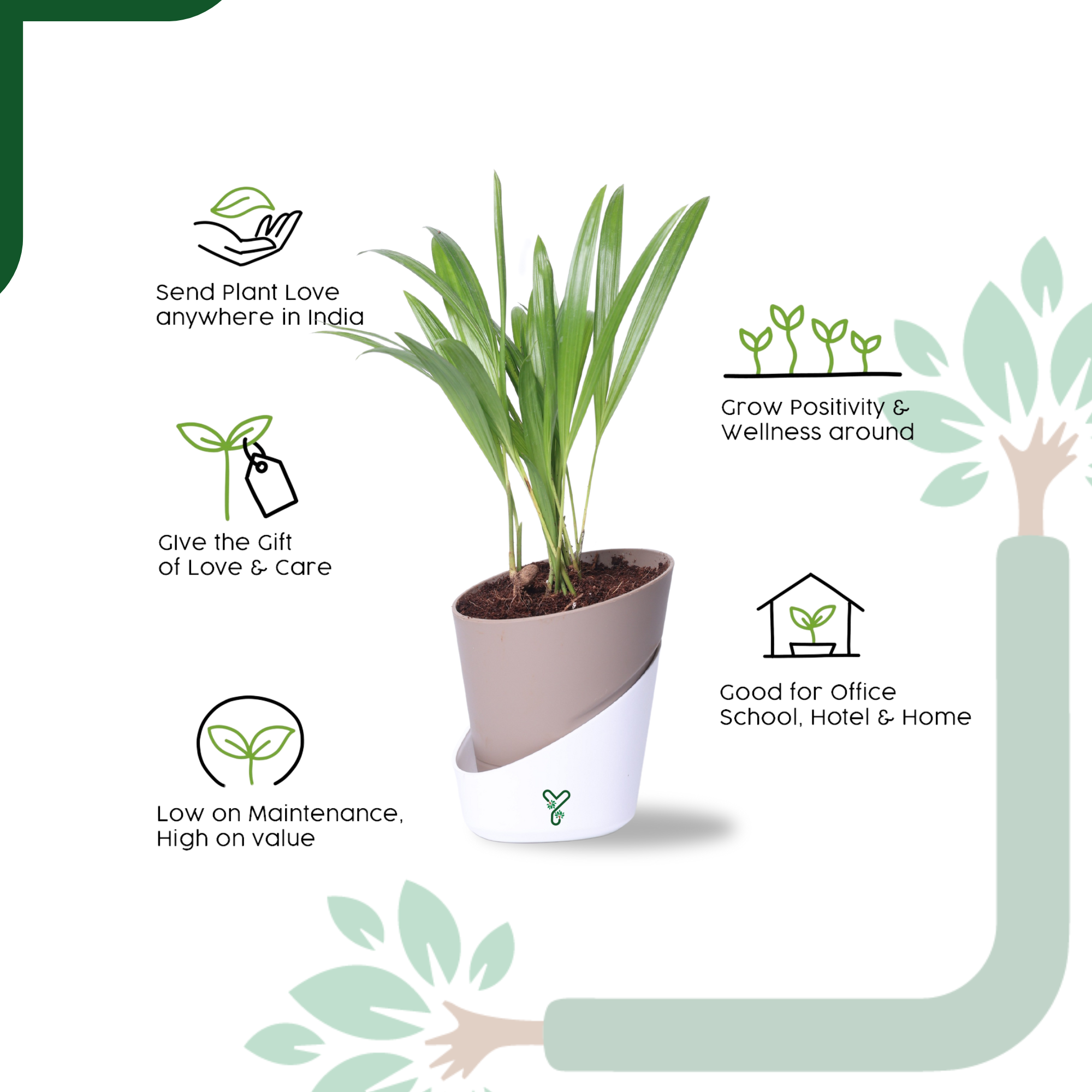 Air-purifier Areca Palm 4-inch Self Watering Pot - Perfect Office or Home Decor_4