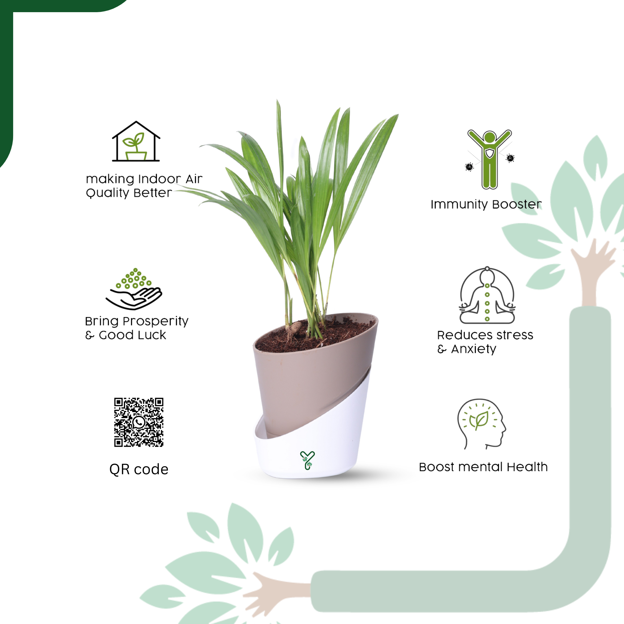 Air-purifier Areca Palm 4-inch Self Watering Pot - Perfect Office or Home Decor_5