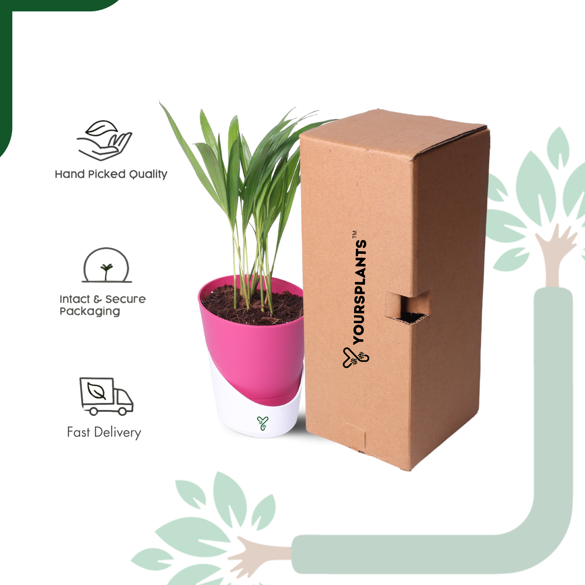 Air-purifier Areca Palm 4-inch Self Watering Pot - Perfect Office or Home Decor_6