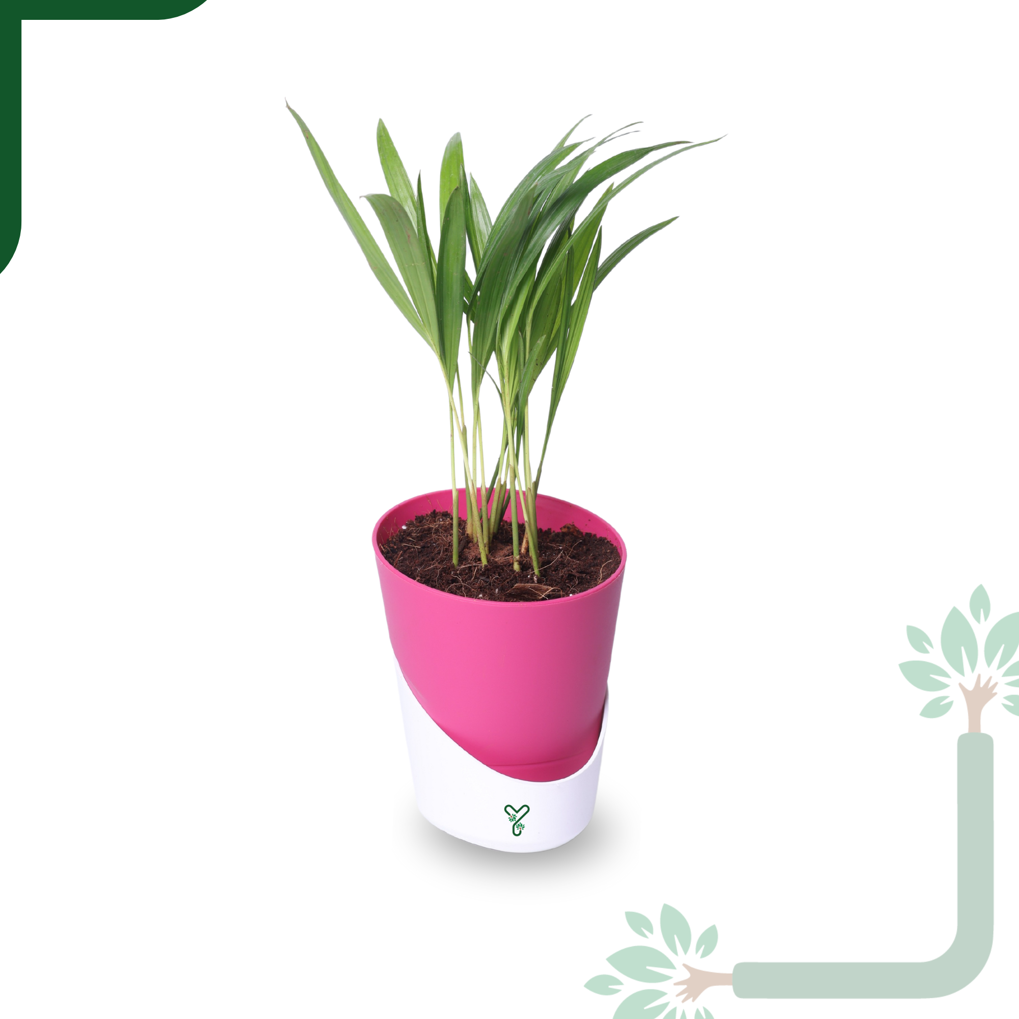 Air-purifier Areca Palm 4-inch Self Watering Pot - Perfect Office or Home Decor_7