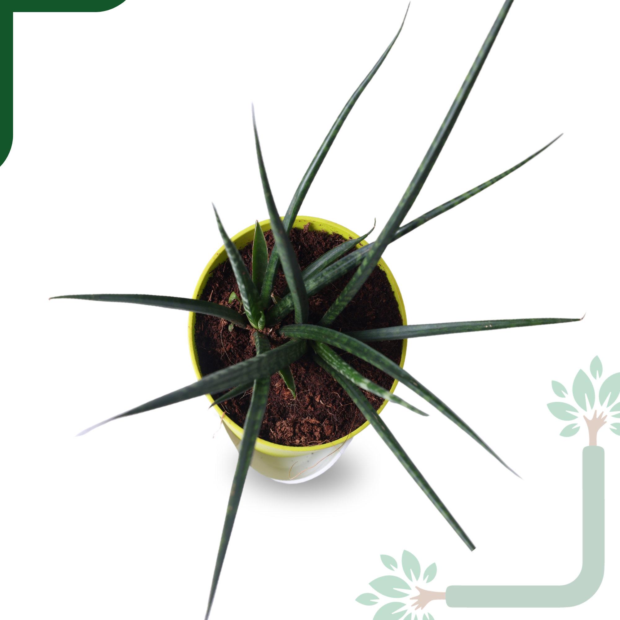 Snake Plant (Sansevieria Punk) is an Air-Purifying Hero_1