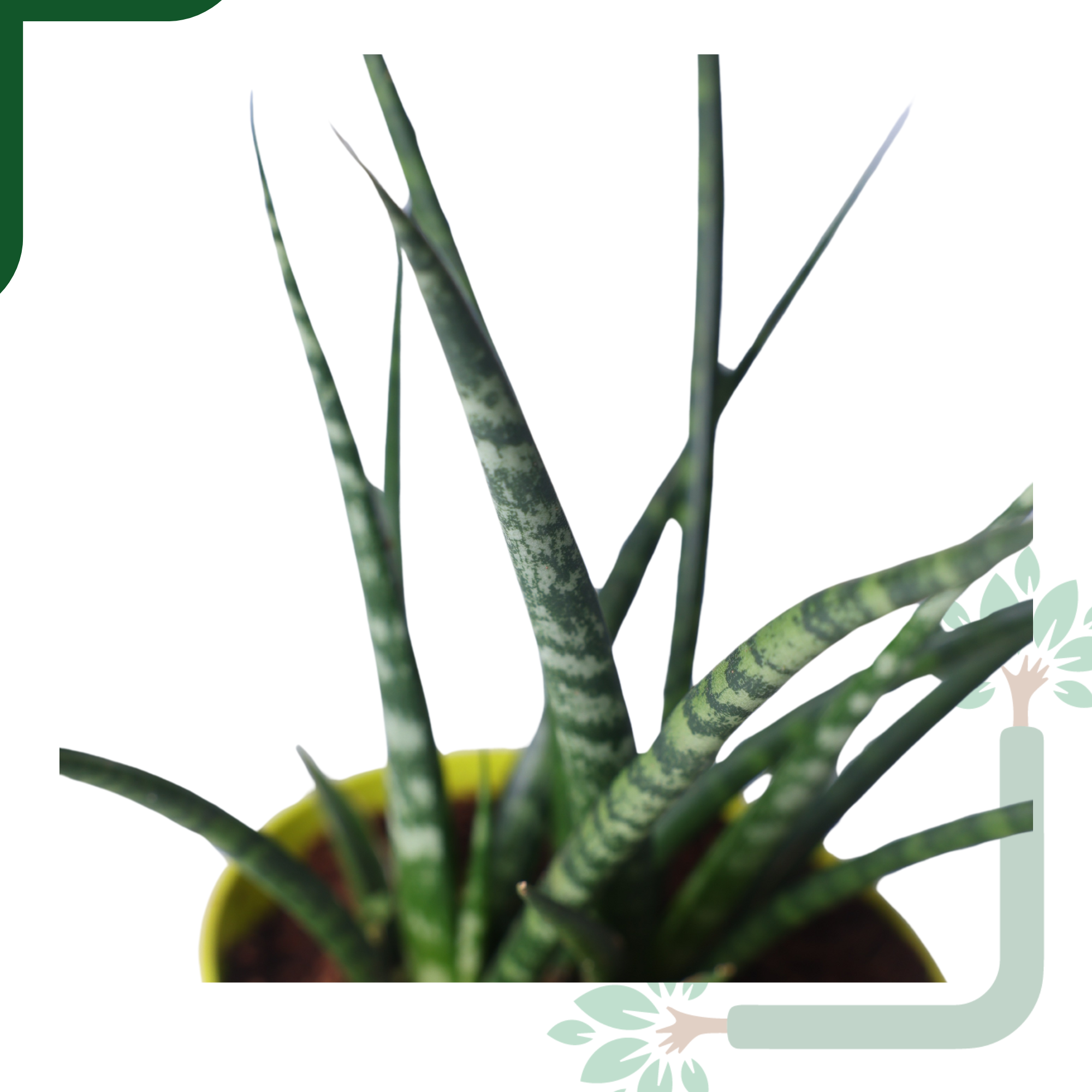 Snake Plant (Sansevieria Punk) is an Air-Purifying Hero_2