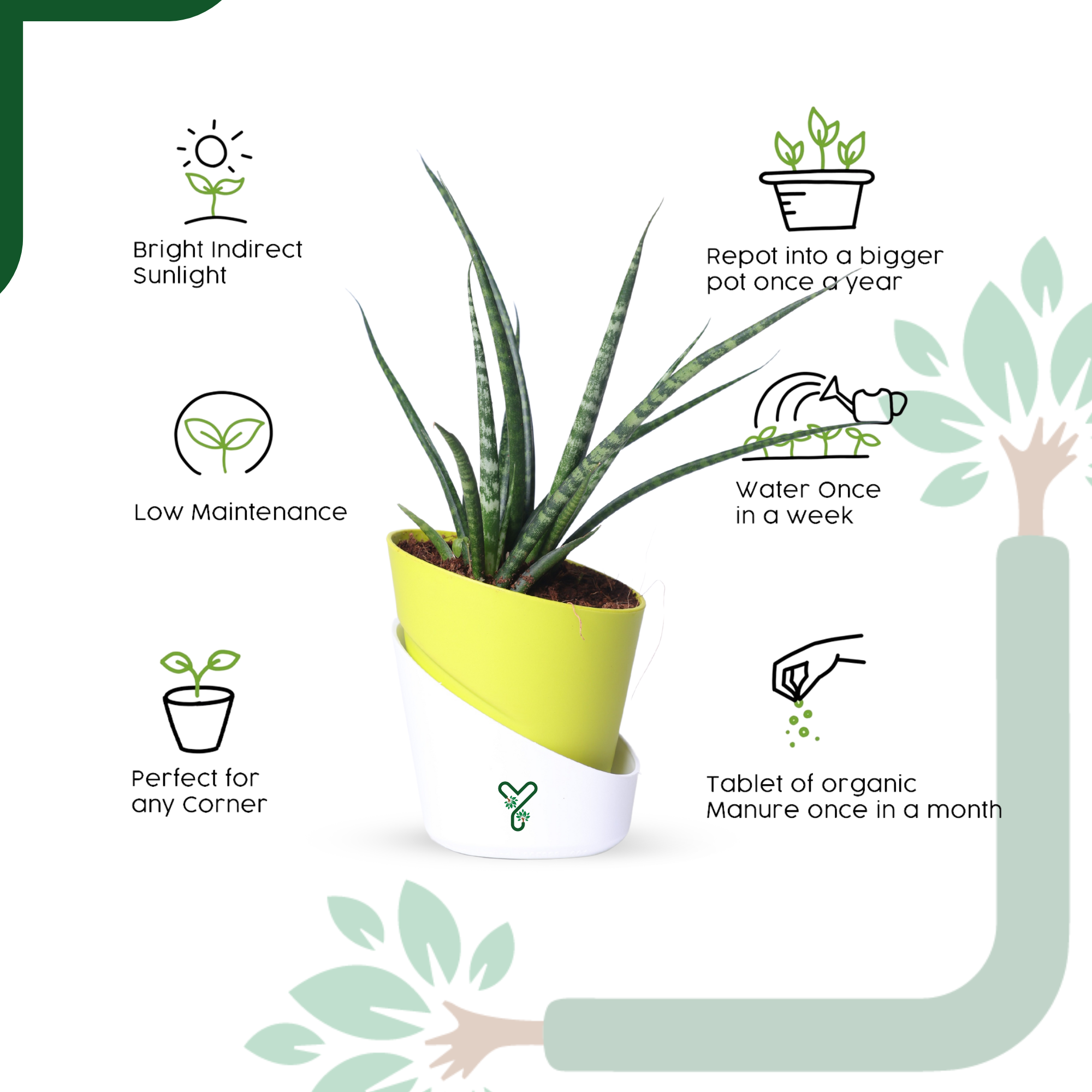 Snake Plant (Sansevieria Punk) is an Air-Purifying Hero_3