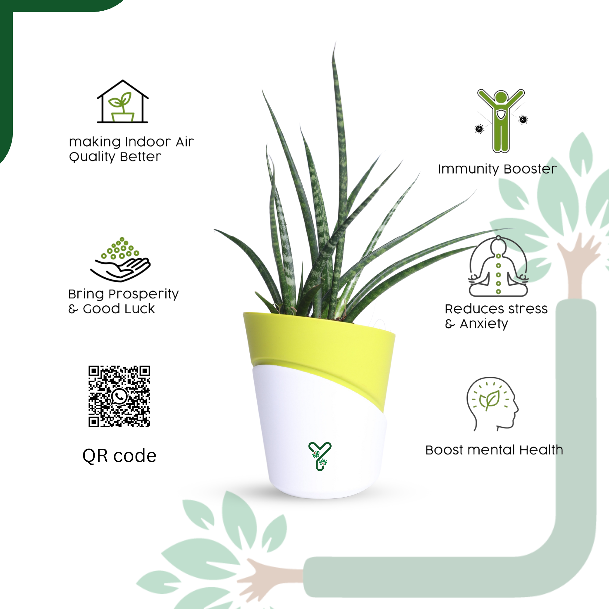 Snake Plant (Sansevieria Punk) is an Air-Purifying Hero_4