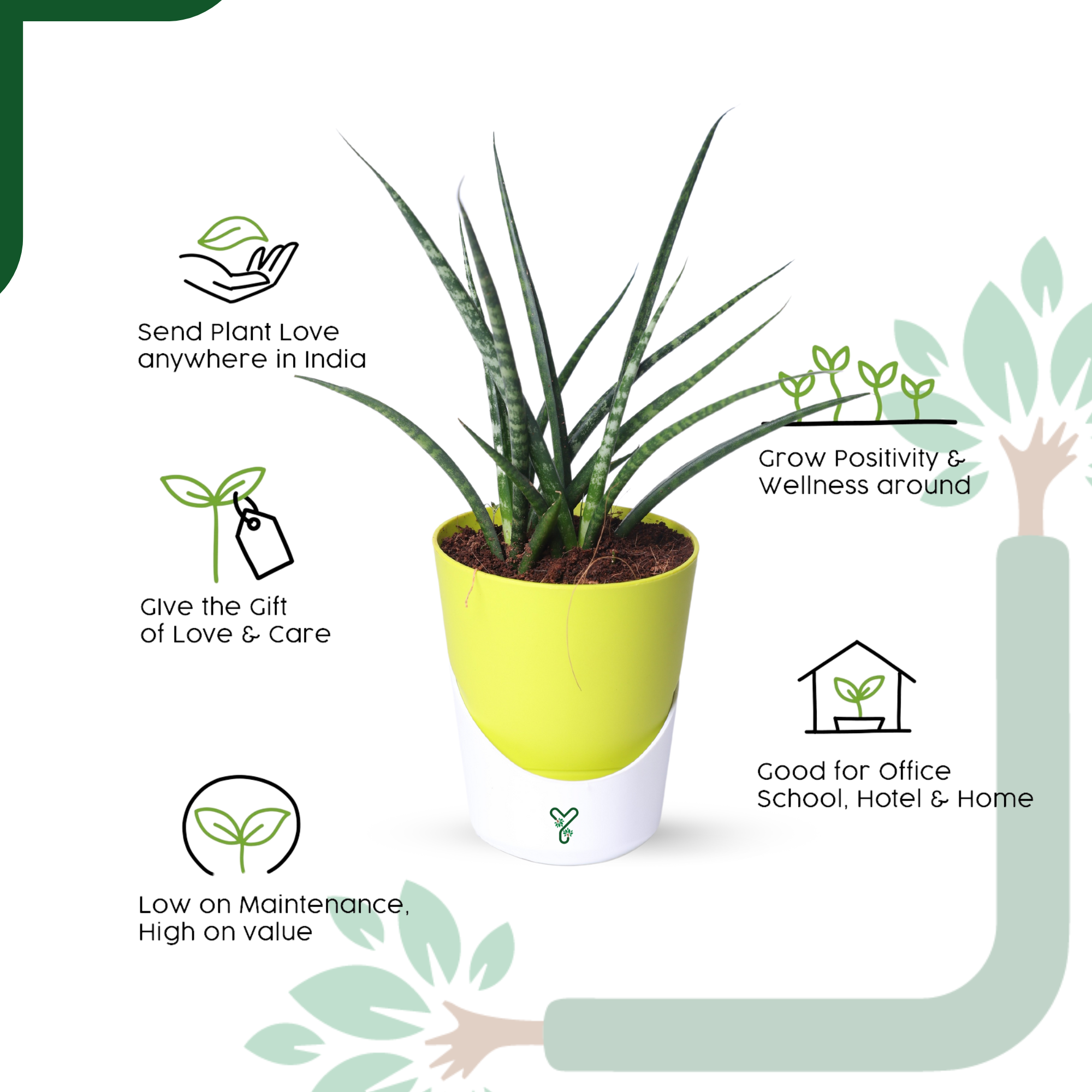 Snake Plant (Sansevieria Punk) is an Air-Purifying Hero_5