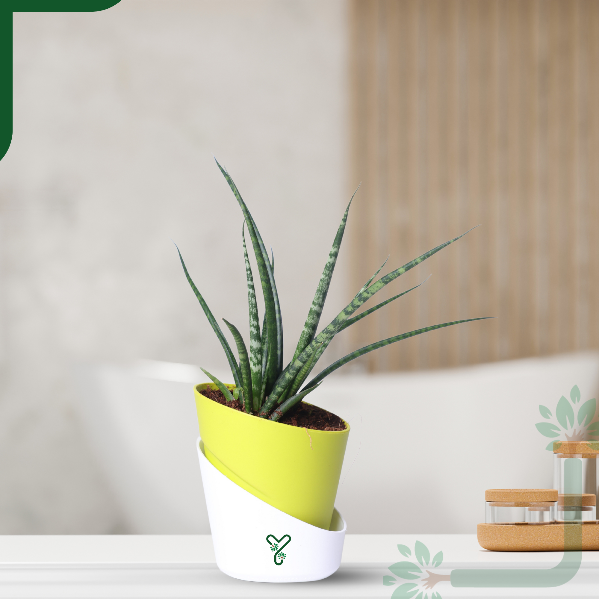 Snake Plant (Sansevieria Punk) is an Air-Purifying Hero_6