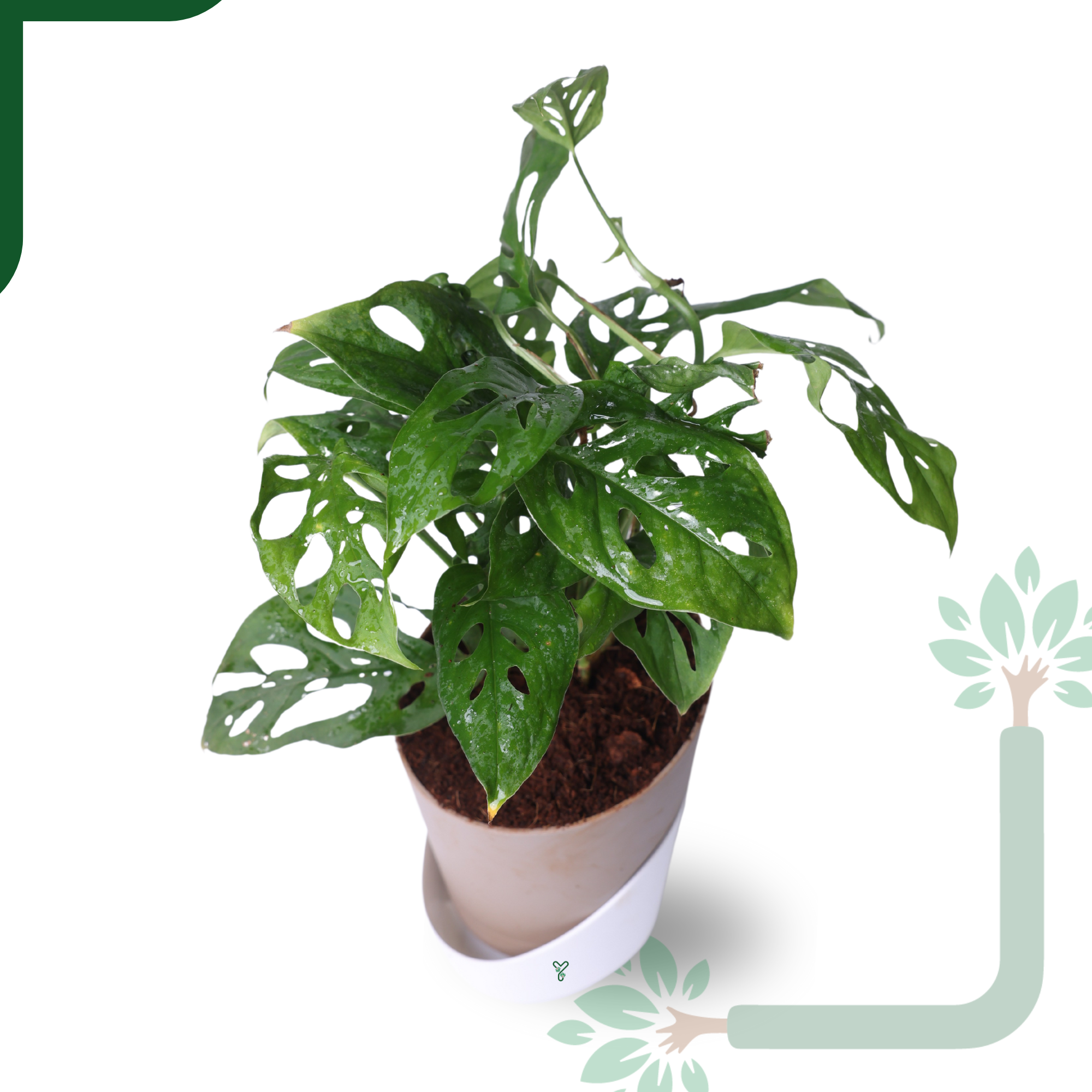 Broken Heart Plant in 4'' Pot-Symbol of Love & Care_2