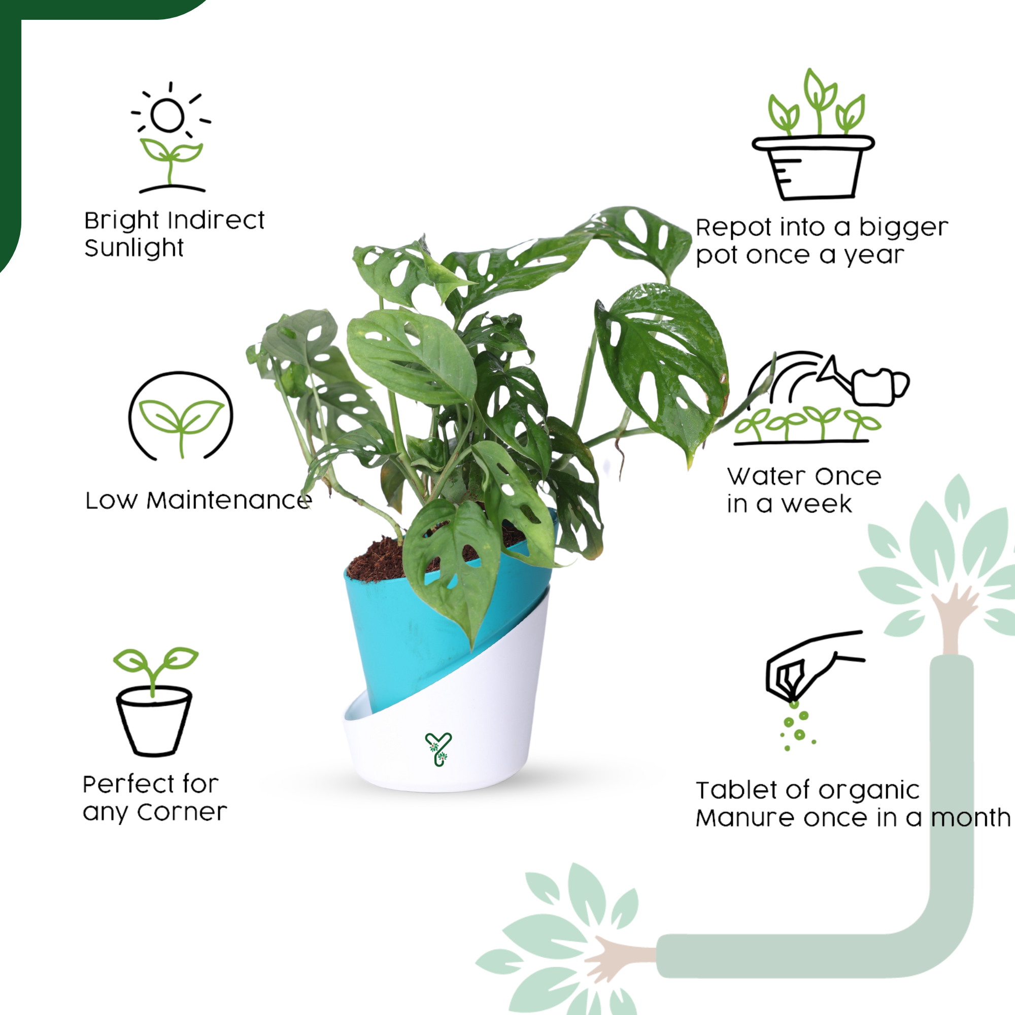 Broken Heart Plant in 4'' Pot-Symbol of Love & Care_3
