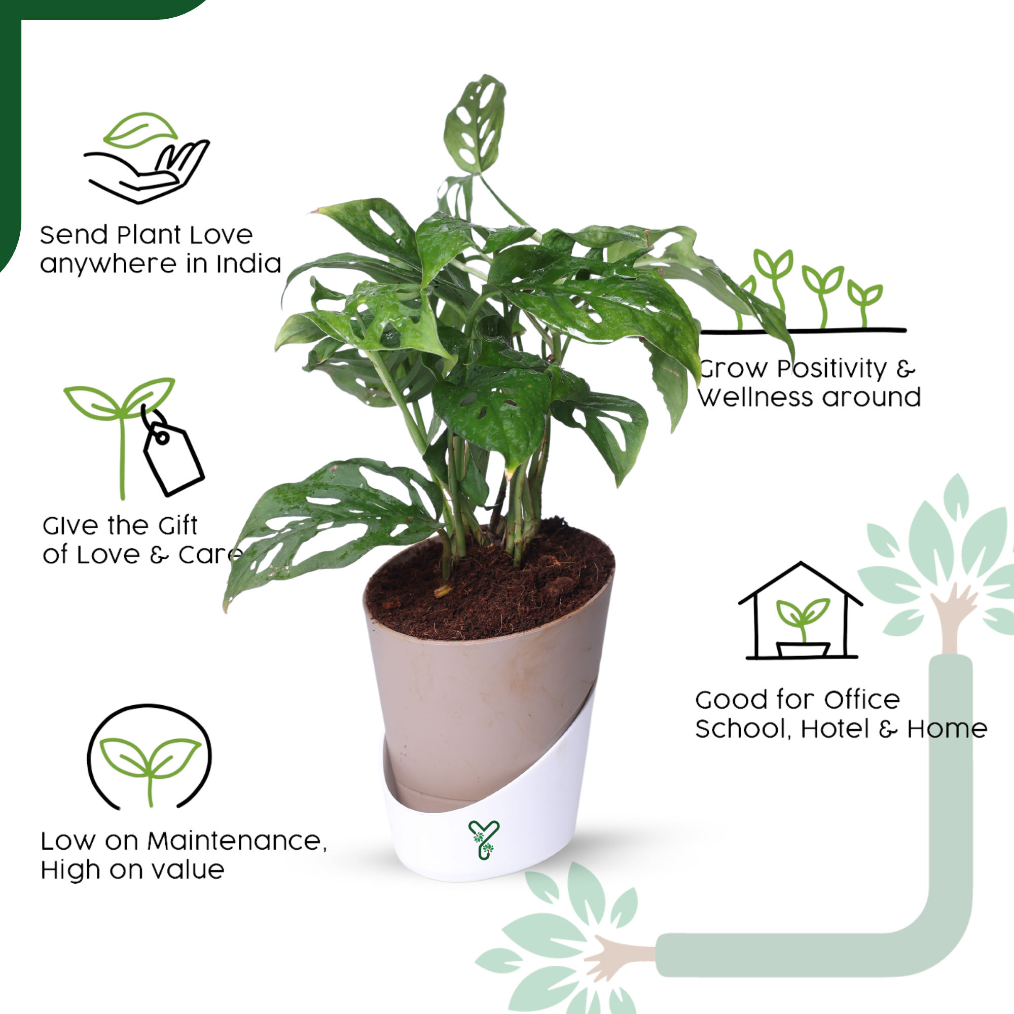 Broken Heart Plant in 4'' Pot-Symbol of Love & Care_4