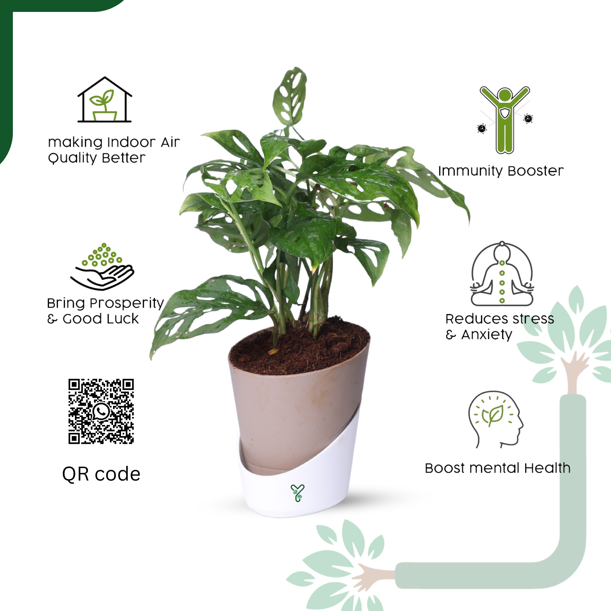 Broken Heart Plant in 4'' Pot-Symbol of Love & Care_5