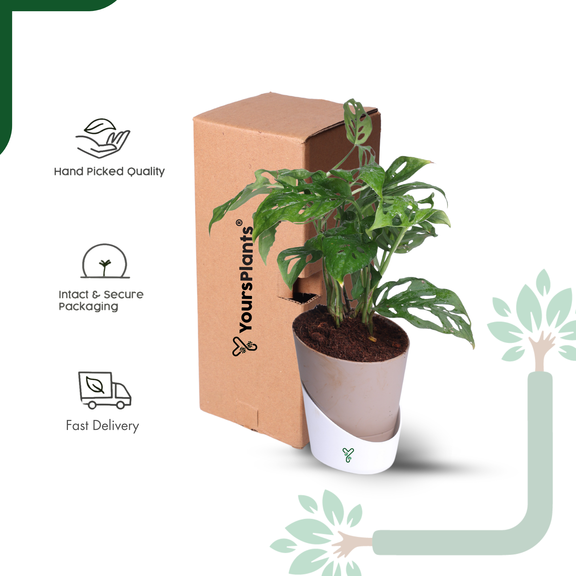 Broken Heart Plant in 4'' Pot-Symbol of Love & Care_6