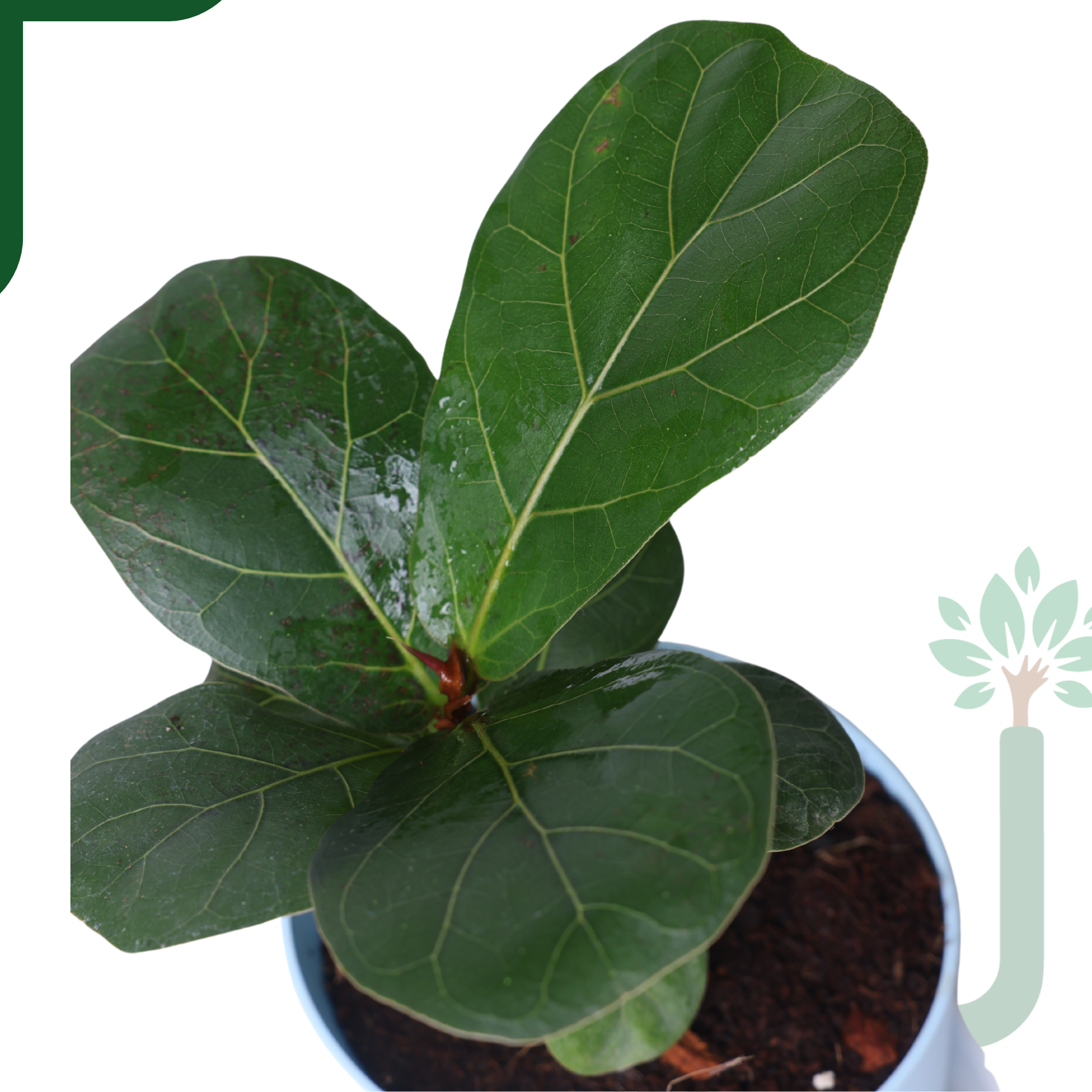 Ficus Lyrata Bambino in Self-Watering Pot -4Inch Compact & Showstopper Indoor Plant_1
