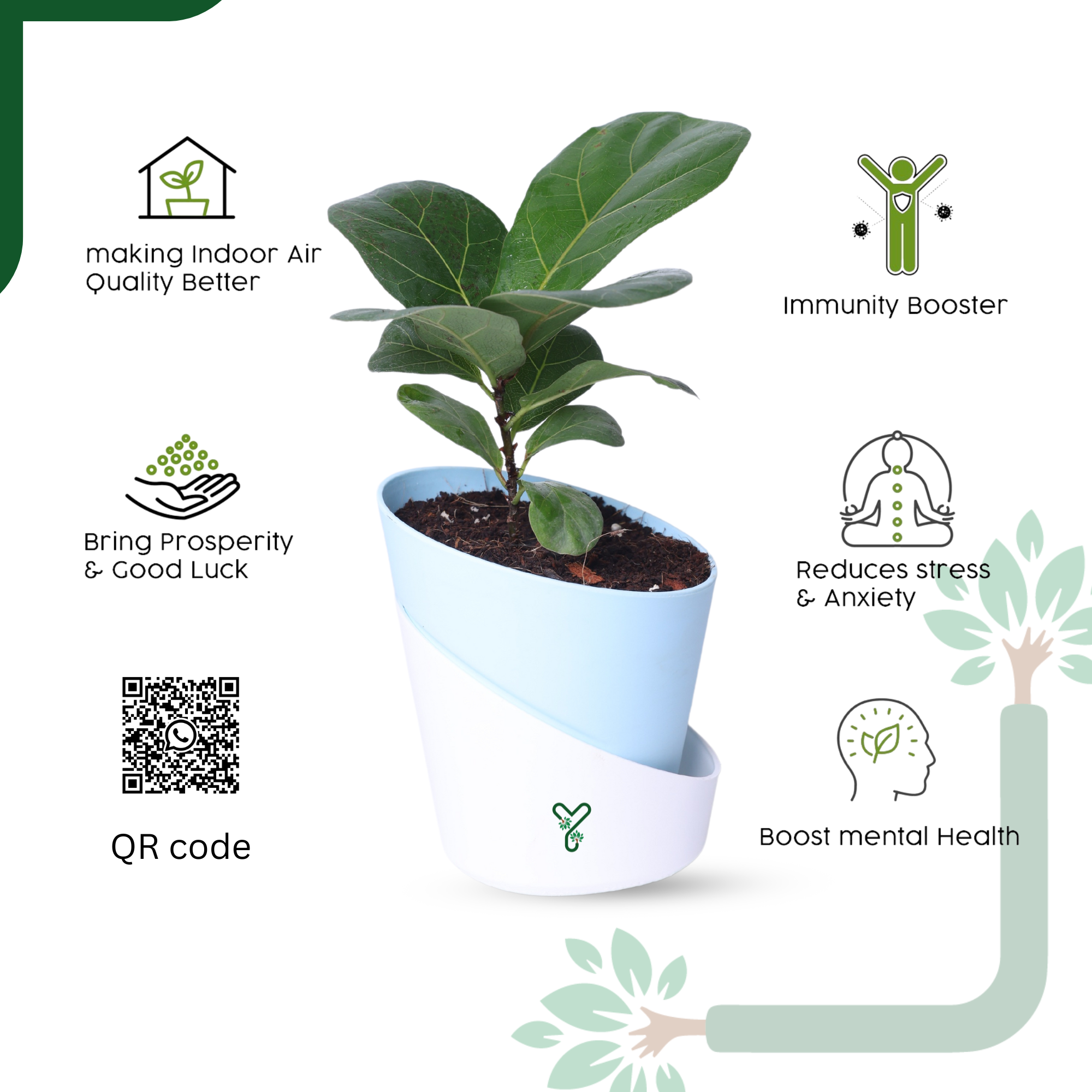Ficus Lyrata Bambino in Self-Watering Pot -4Inch Compact & Showstopper Indoor Plant_2