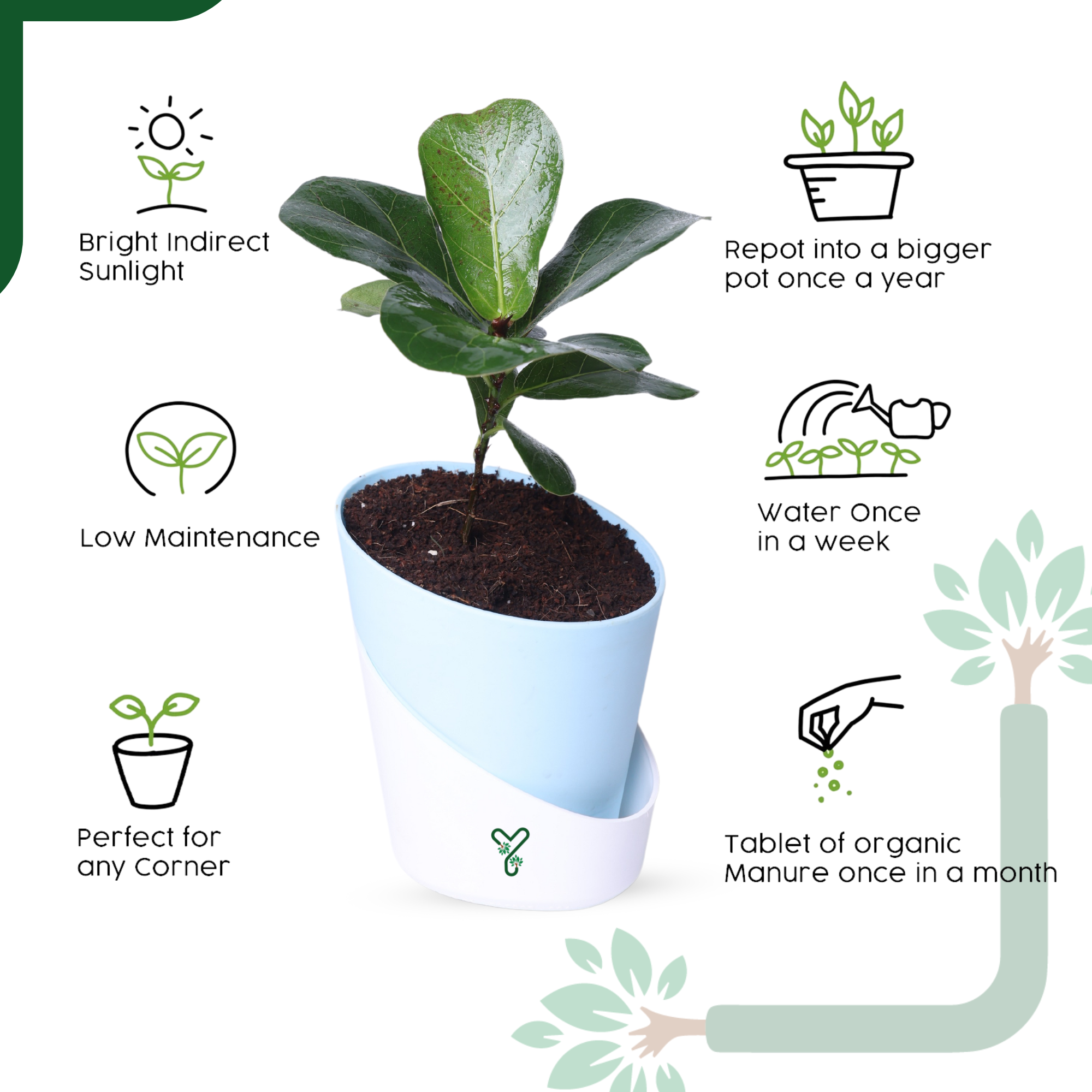 Ficus Lyrata Bambino in Self-Watering Pot -4Inch Compact & Showstopper Indoor Plant_3