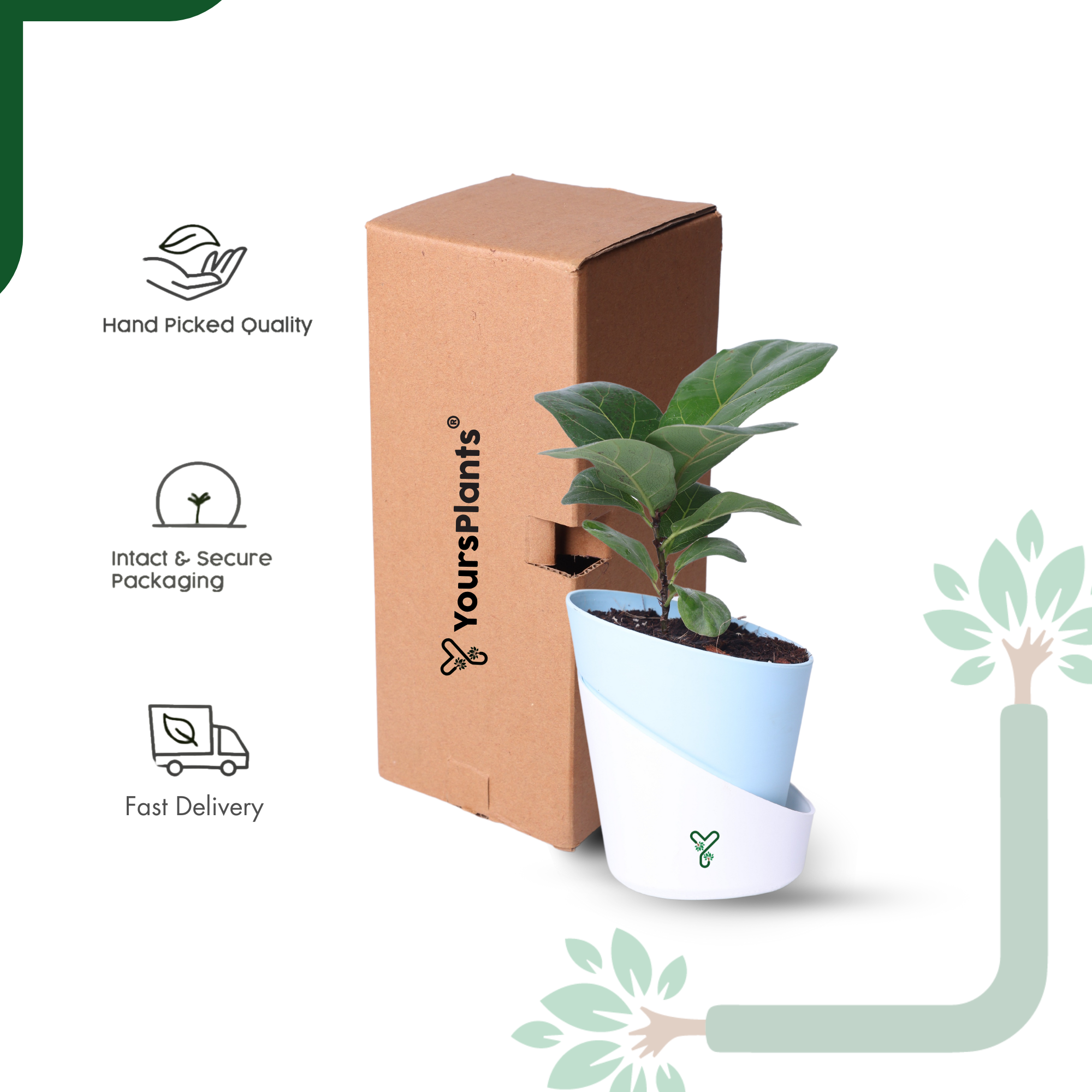 Ficus Lyrata Bambino in Self-Watering Pot -4Inch Compact & Showstopper Indoor Plant_5