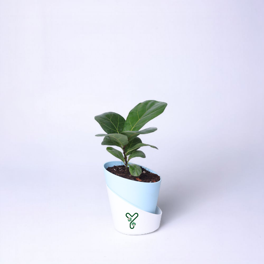 Ficus Lyrata Bambino in Self-Watering Pot -4Inch Compact & Showstopper Indoor Plant_6