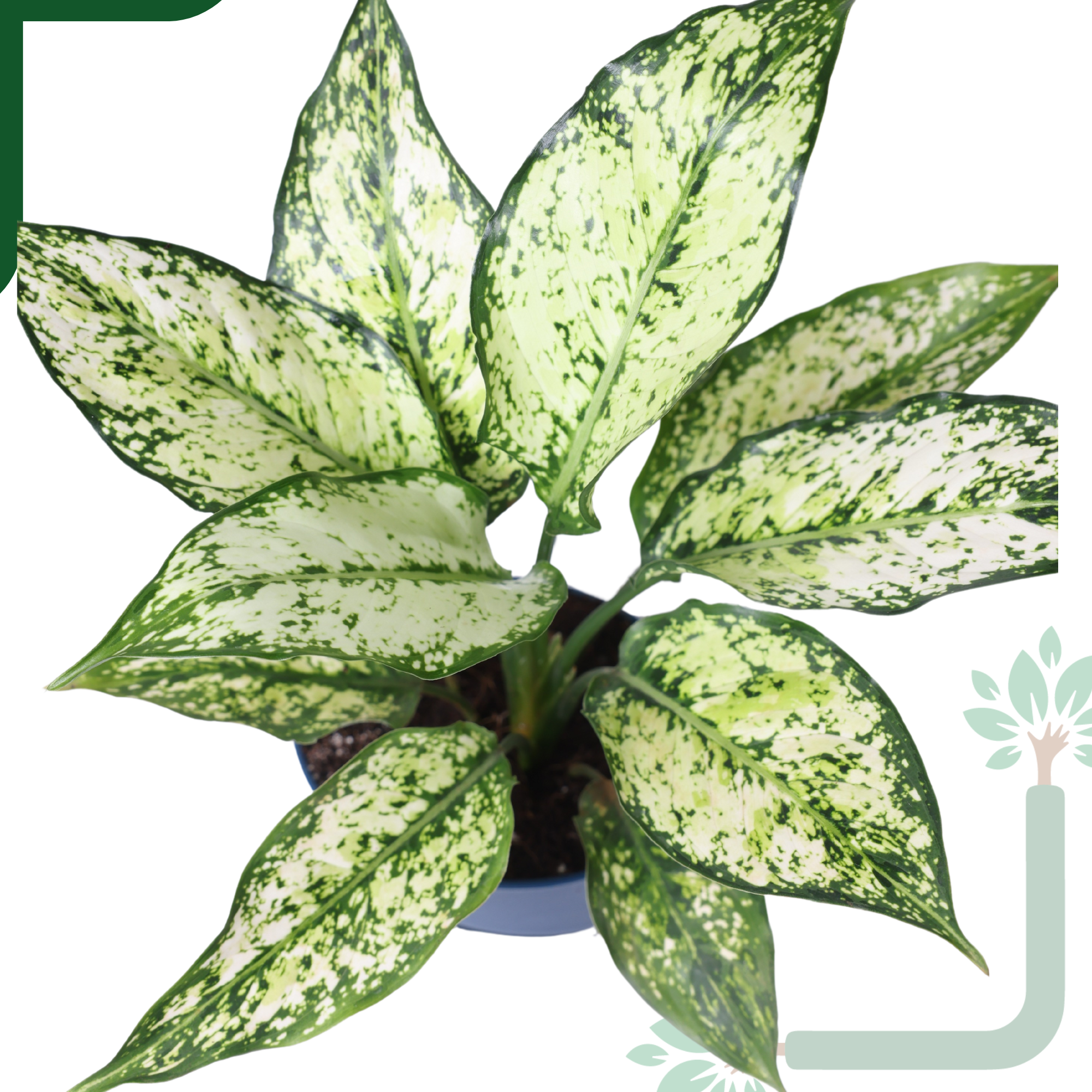 Aglaonema Snow White Plant Live-Stunning Foliage & Easy Care Air Purifier_1