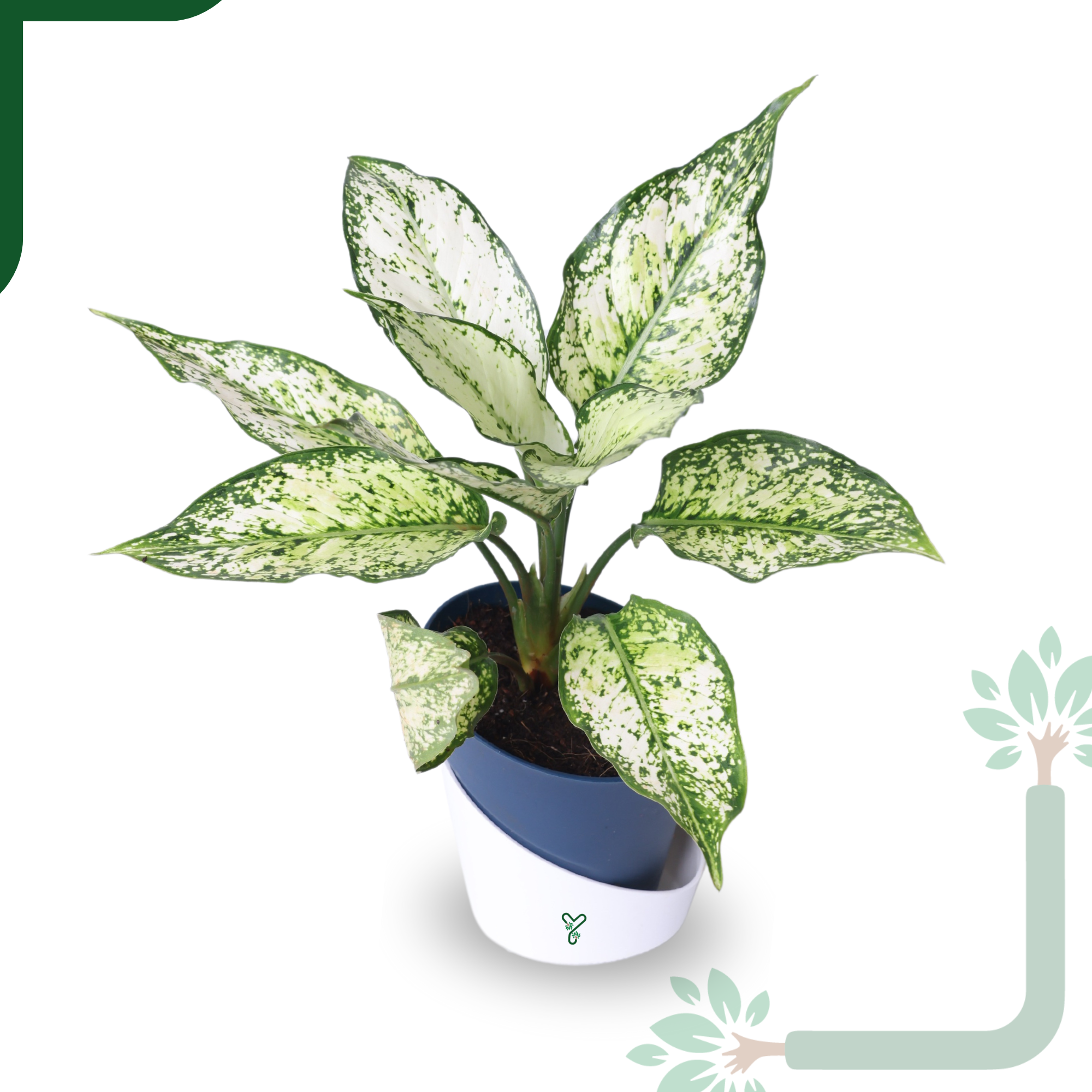 Aglaonema Snow White Plant Live-Stunning Foliage & Easy Care Air Purifier_2