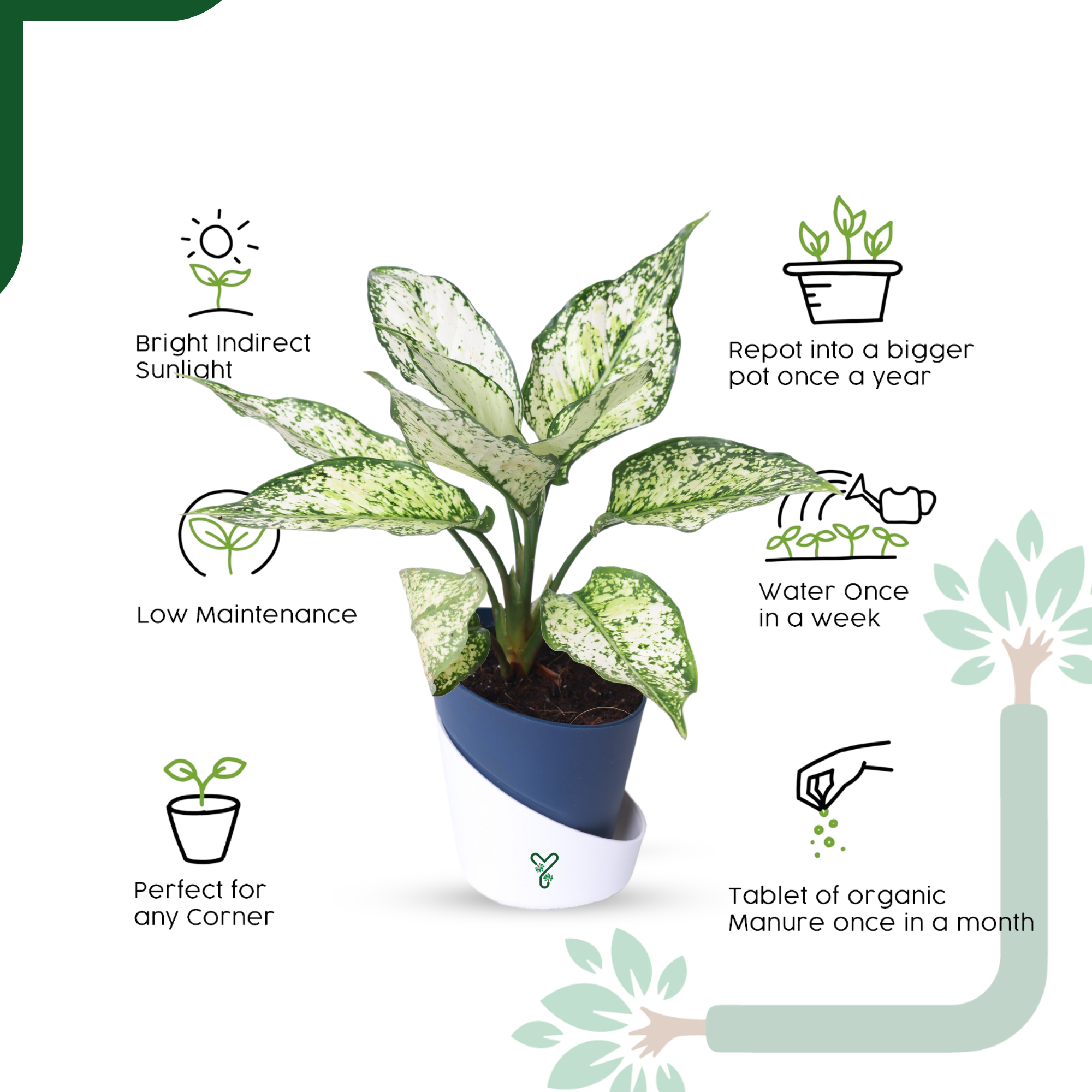 Aglaonema Snow White Plant Live-Stunning Foliage & Easy Care Air Purifier_3