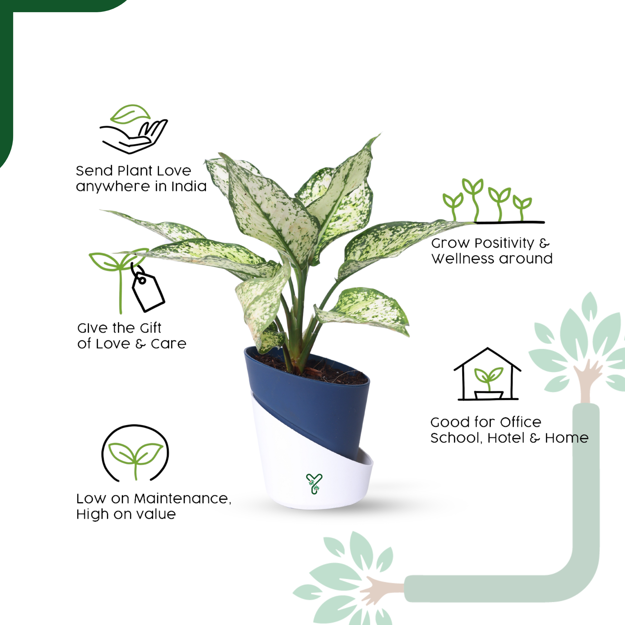 Aglaonema Snow White Plant Live-Stunning Foliage & Easy Care Air Purifier_4