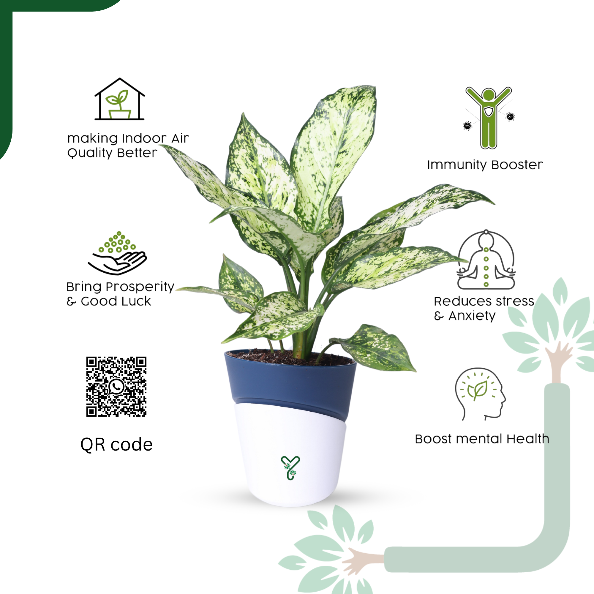 Aglaonema Snow White Plant Live-Stunning Foliage & Easy Care Air Purifier_5