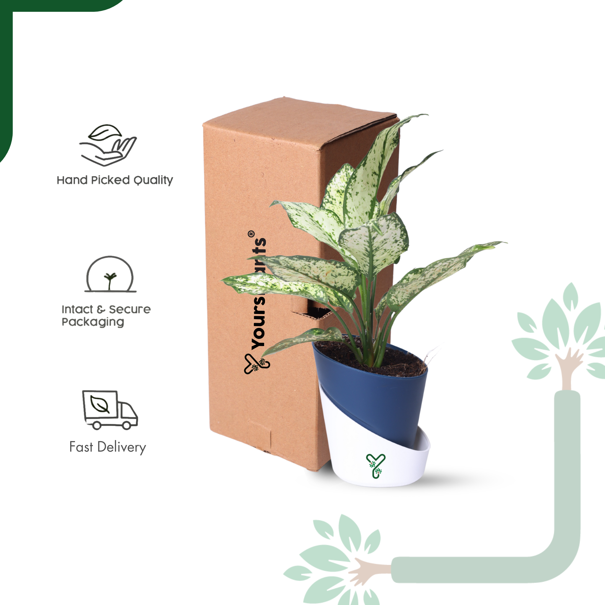 Aglaonema Snow White Plant Live-Stunning Foliage & Easy Care Air Purifier_6