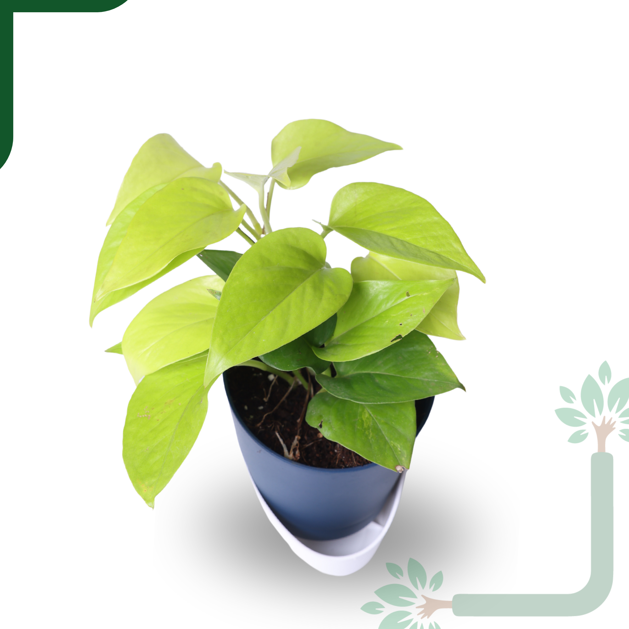 Golden Money Plants in 4'' Pot_1