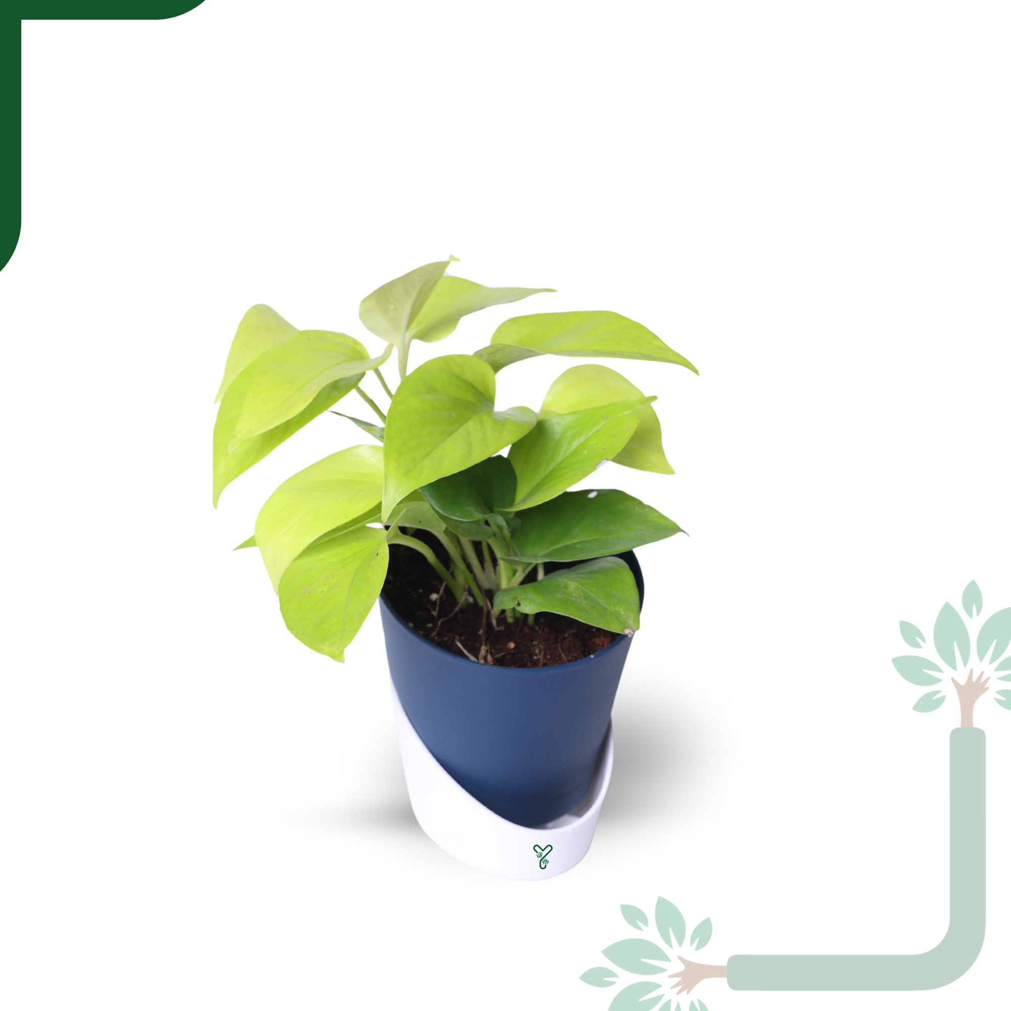Golden Money Plants in 4'' Pot_2