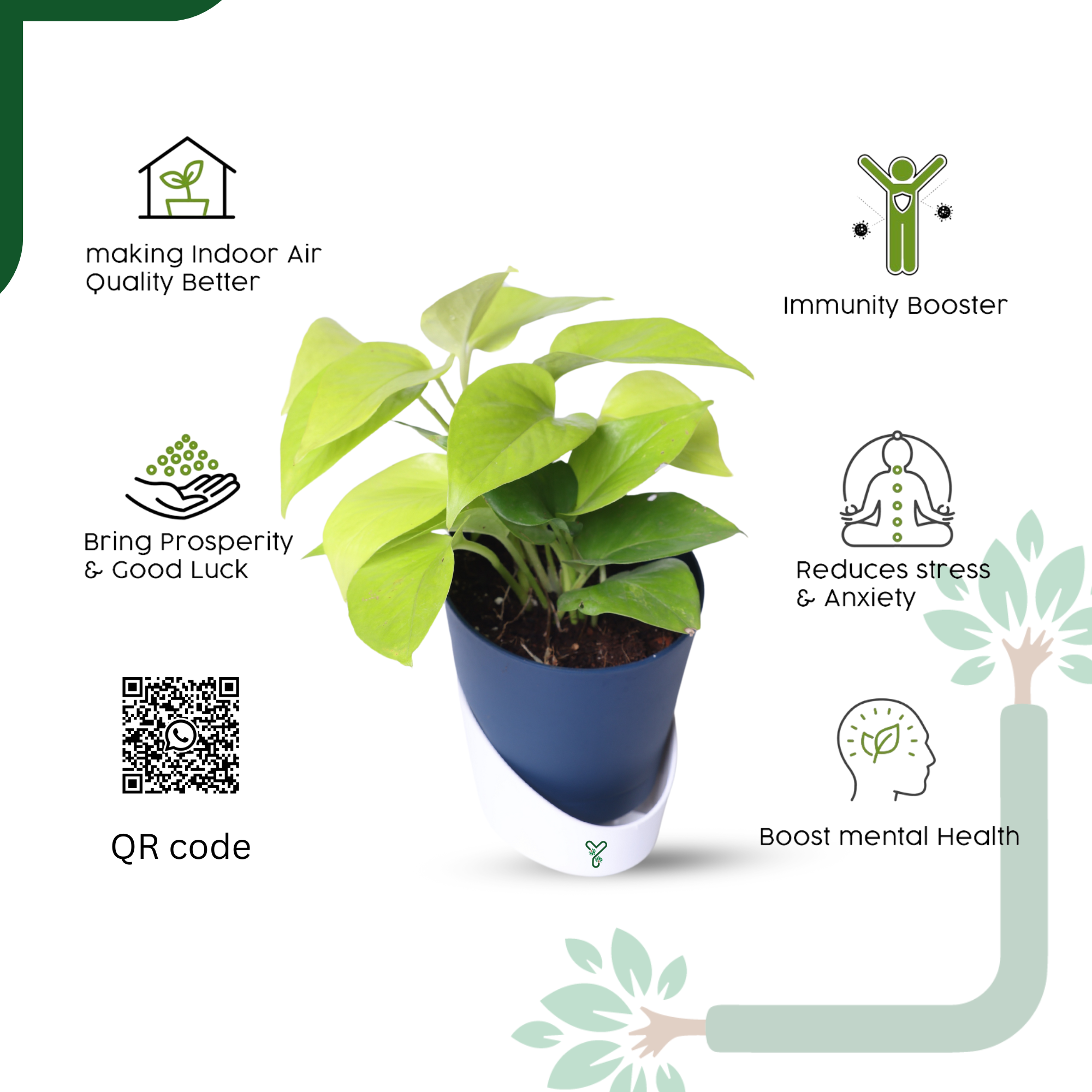 Golden Money Plants in 4'' Pot_3