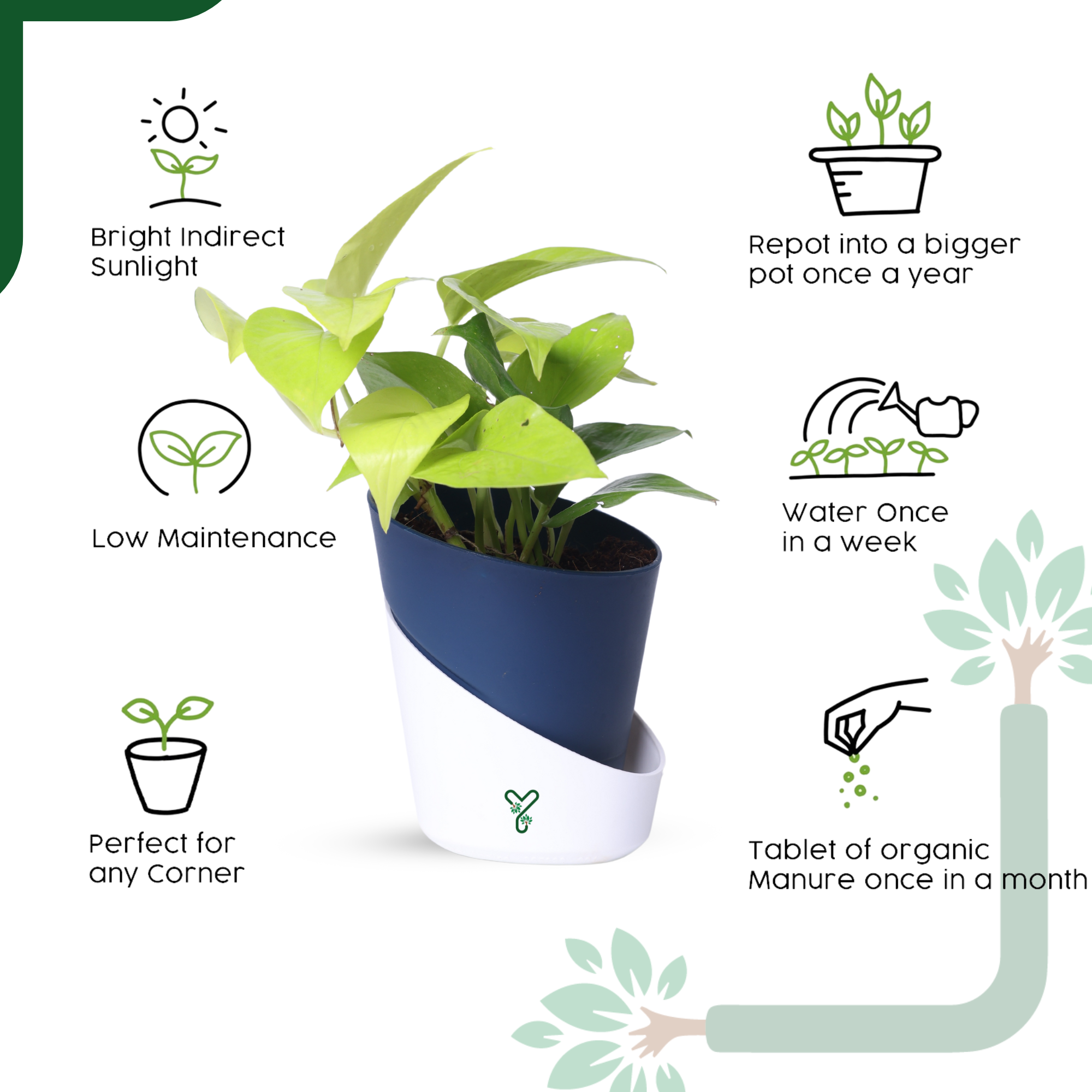 Golden Money Plants in 4'' Pot_4