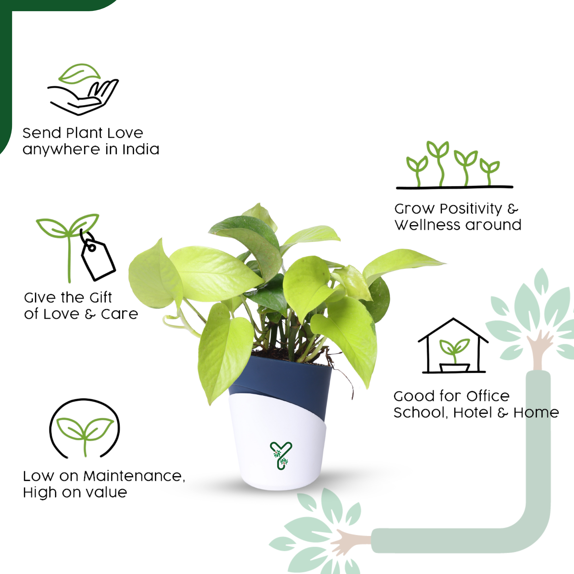 Golden Money Plants in 4'' Pot_5
