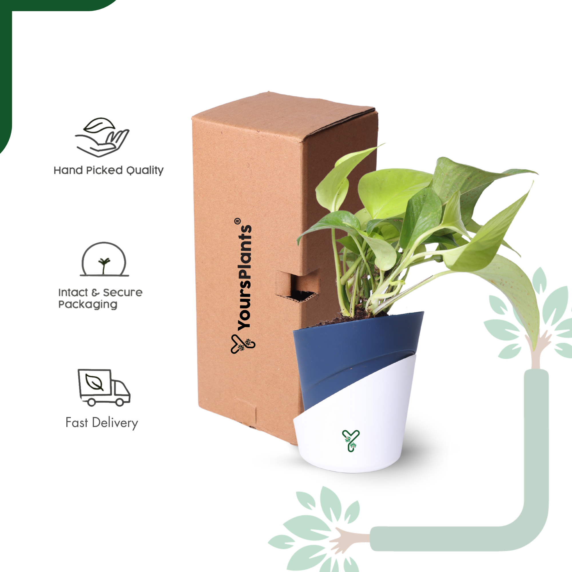 Golden Money Plants in 4'' Pot_6