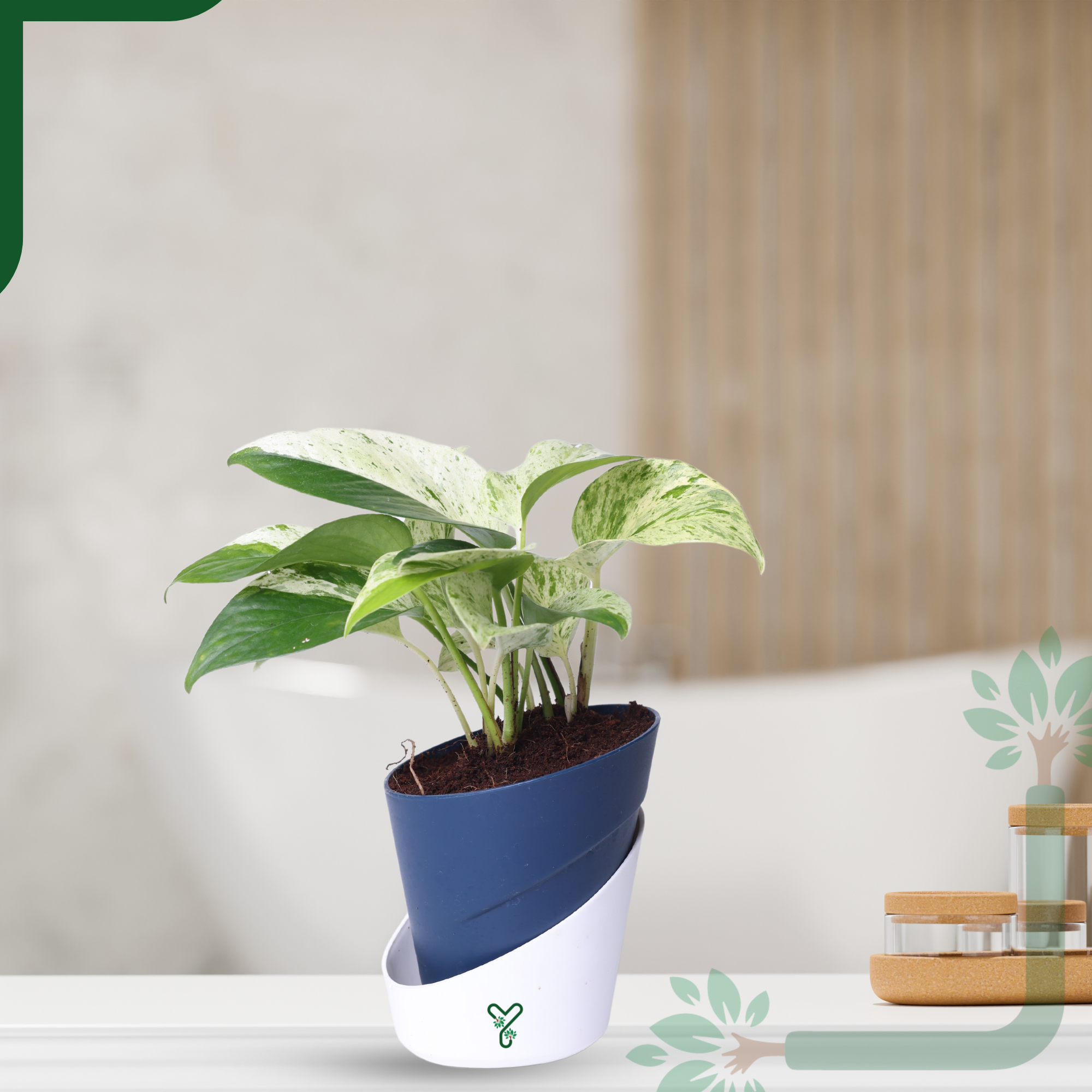 Marbel Money Plants in 4'' Pot_0
