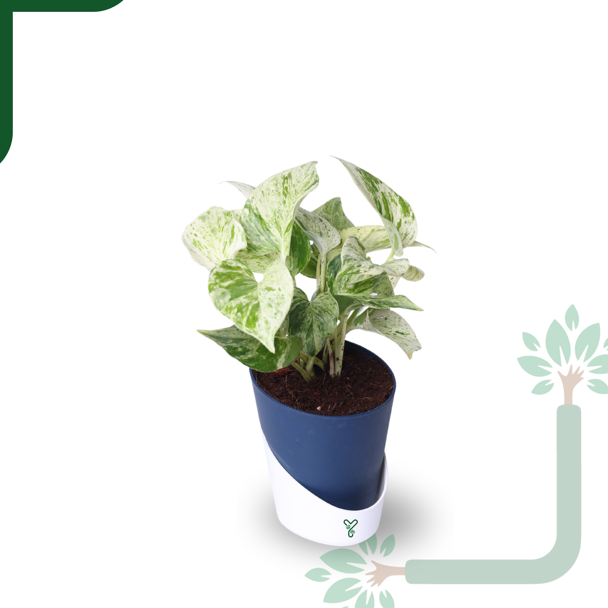 Marbel Money Plants in 4'' Pot_2
