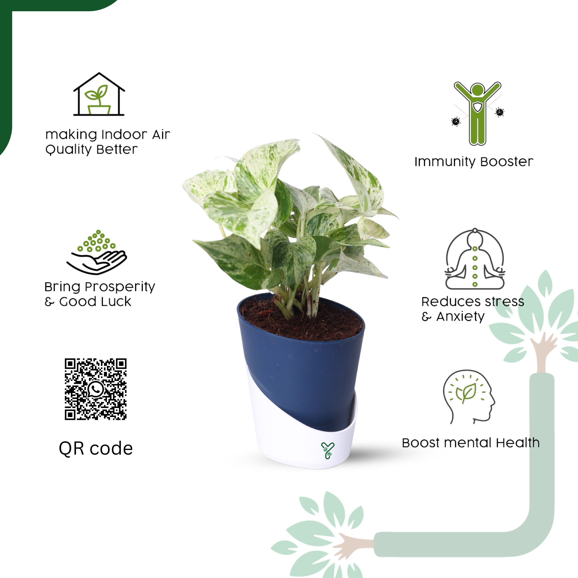 Marbel Money Plants in 4'' Pot_3
