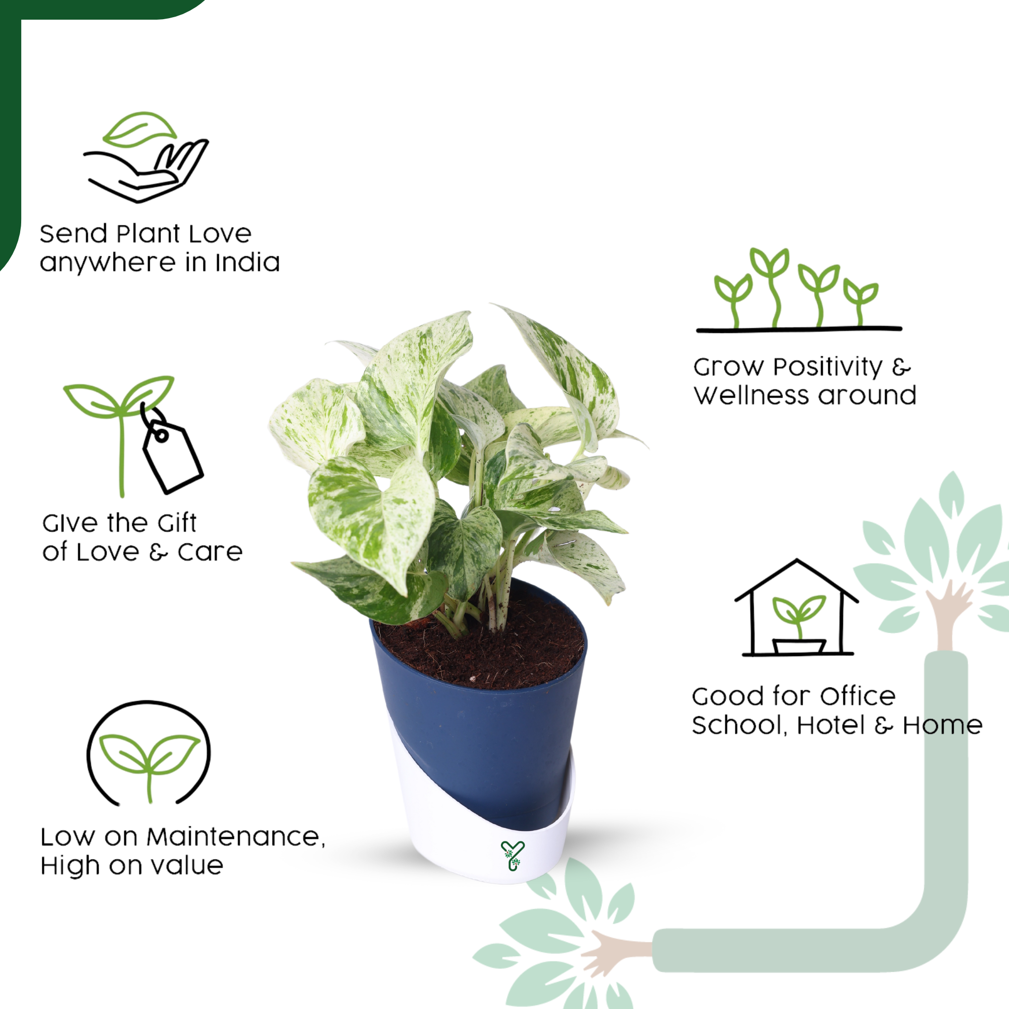 Marbel Money Plants in 4'' Pot_4