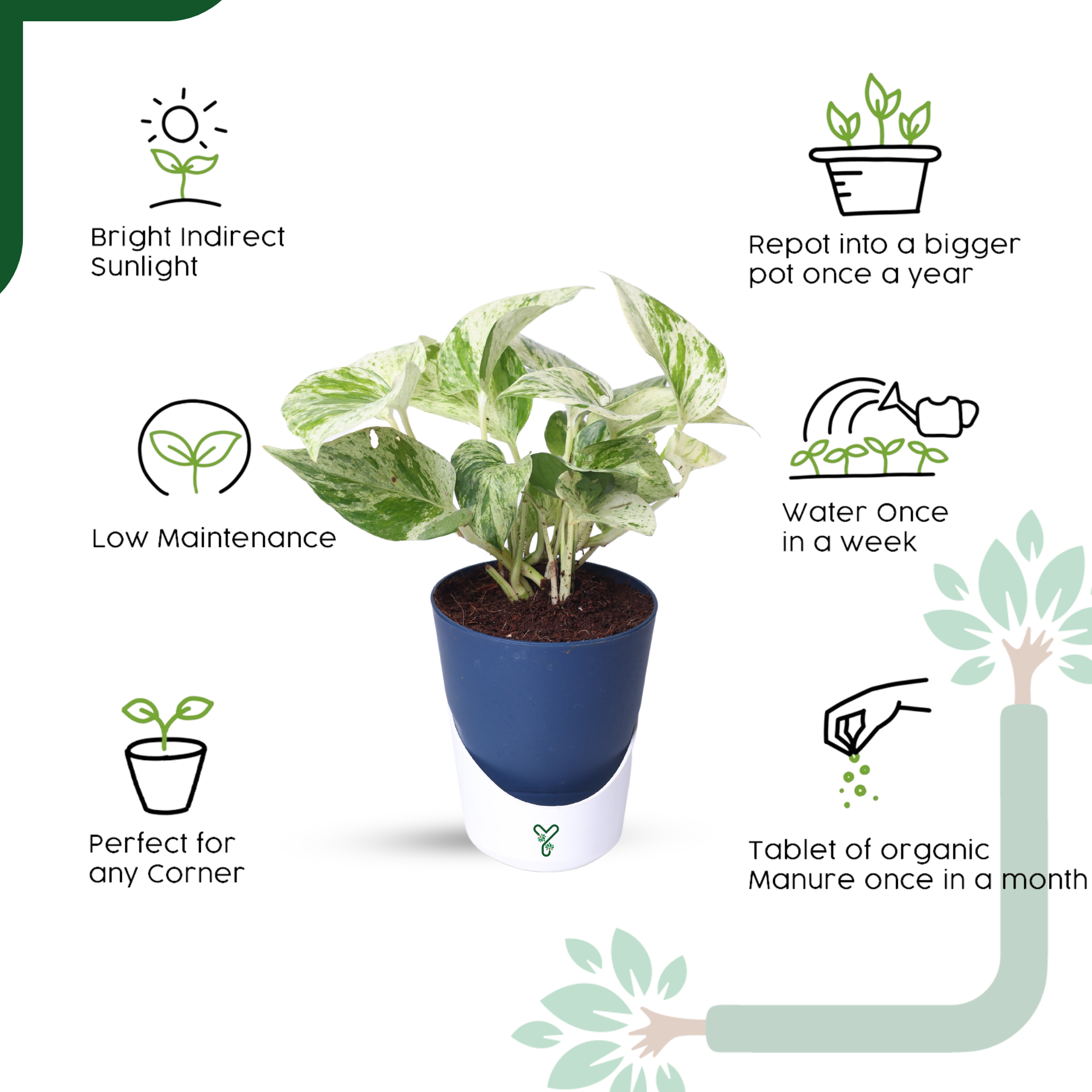 Marbel Money Plants in 4'' Pot_5
