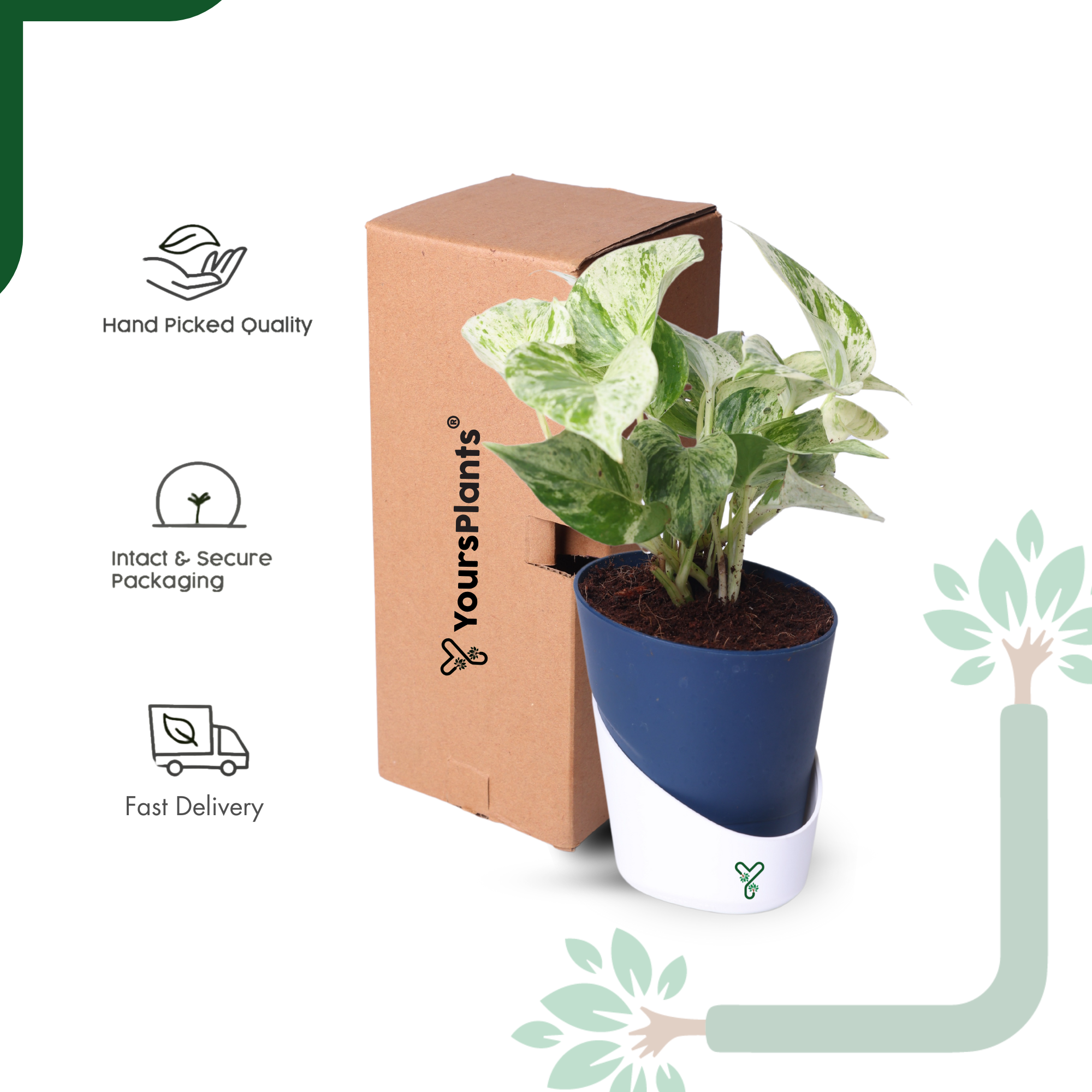 Marbel Money Plants in 4'' Pot_6