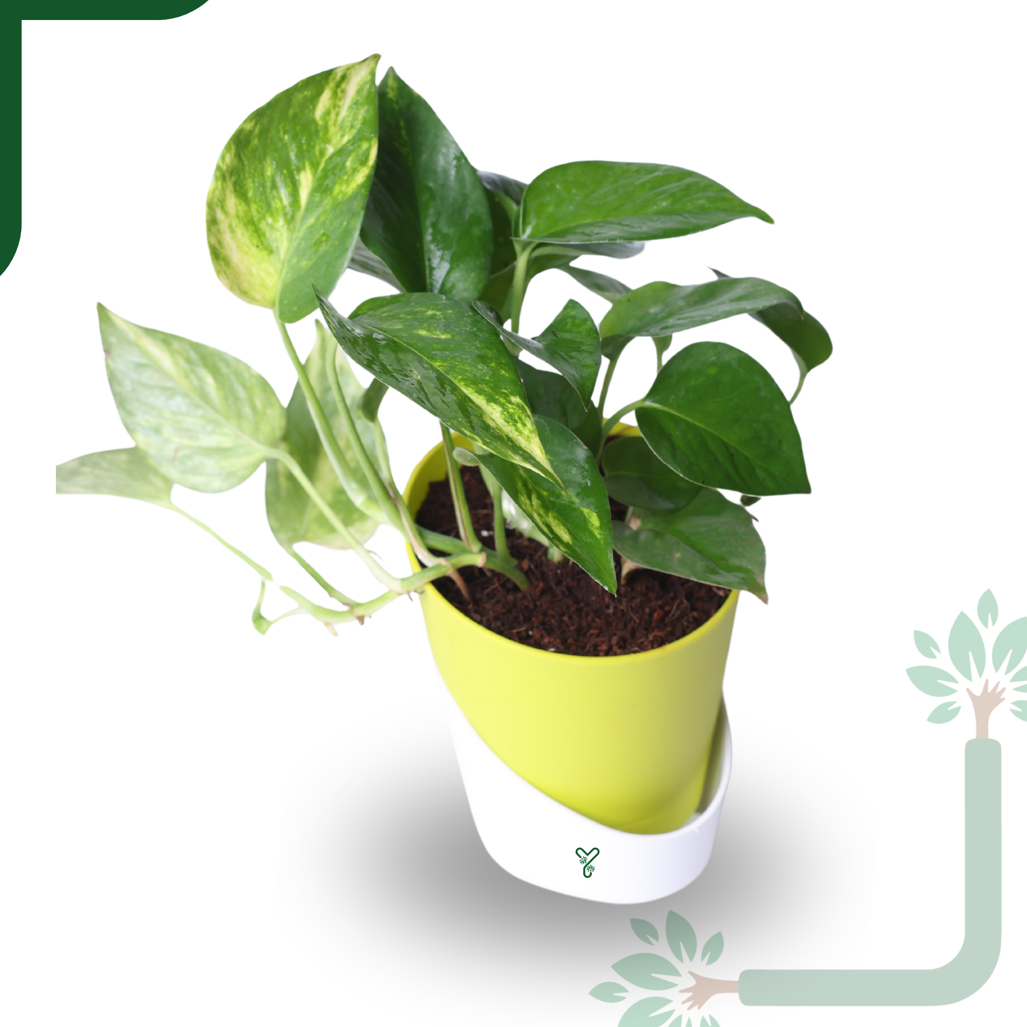Green Money Plant Live Plant- Air Purifying & Prosperity Bringing Indoor Plant_1