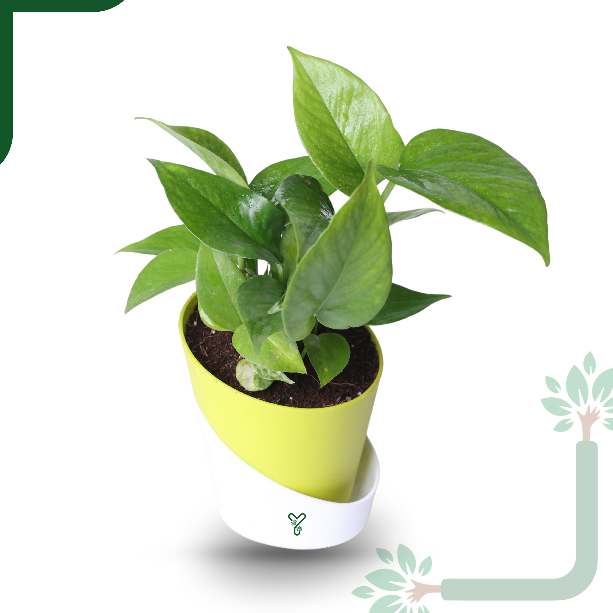 Green Money Plant Live Plant- Air Purifying & Prosperity Bringing Indoor Plant_2