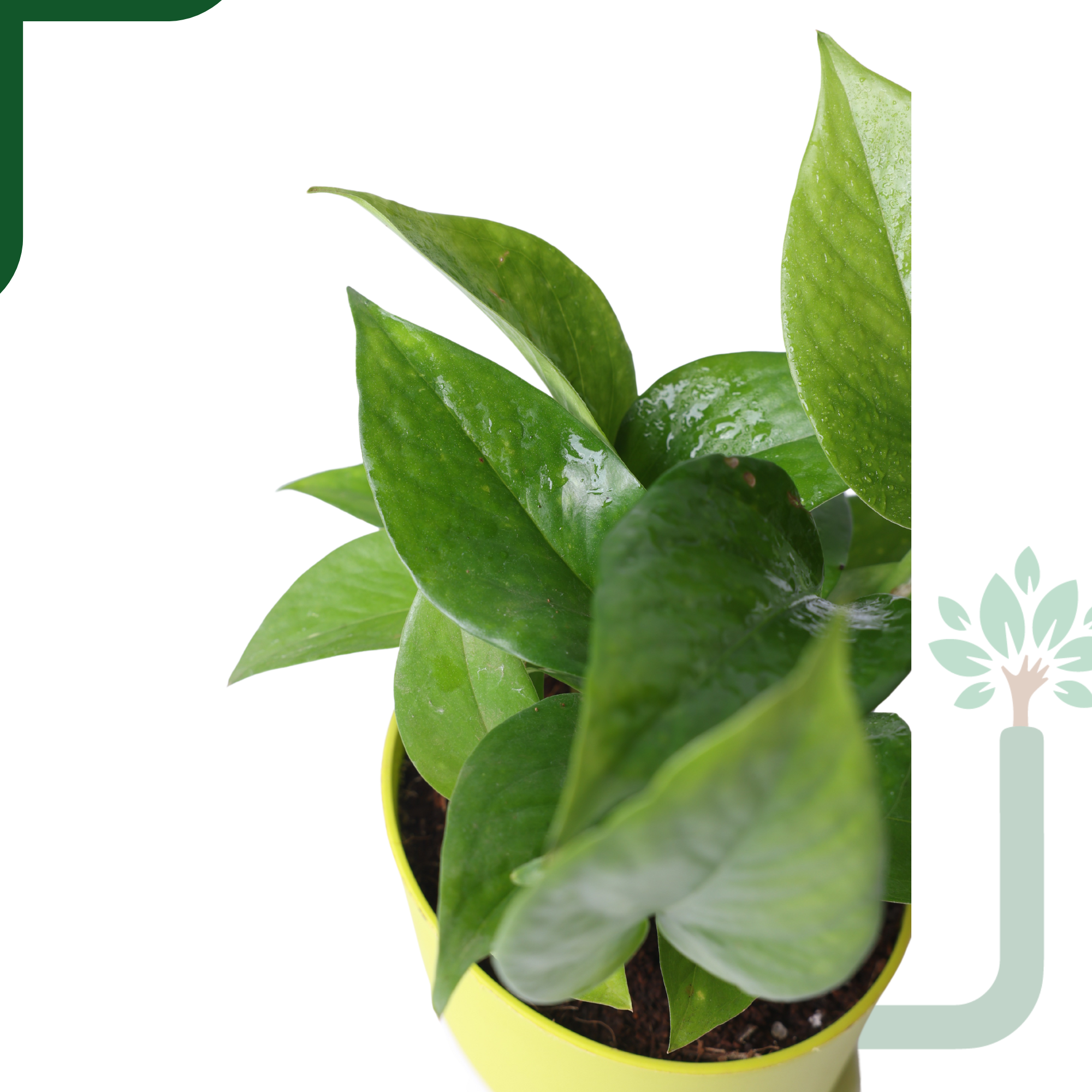 Green Money Plant Live Plant- Air Purifying & Prosperity Bringing Indoor Plant_3