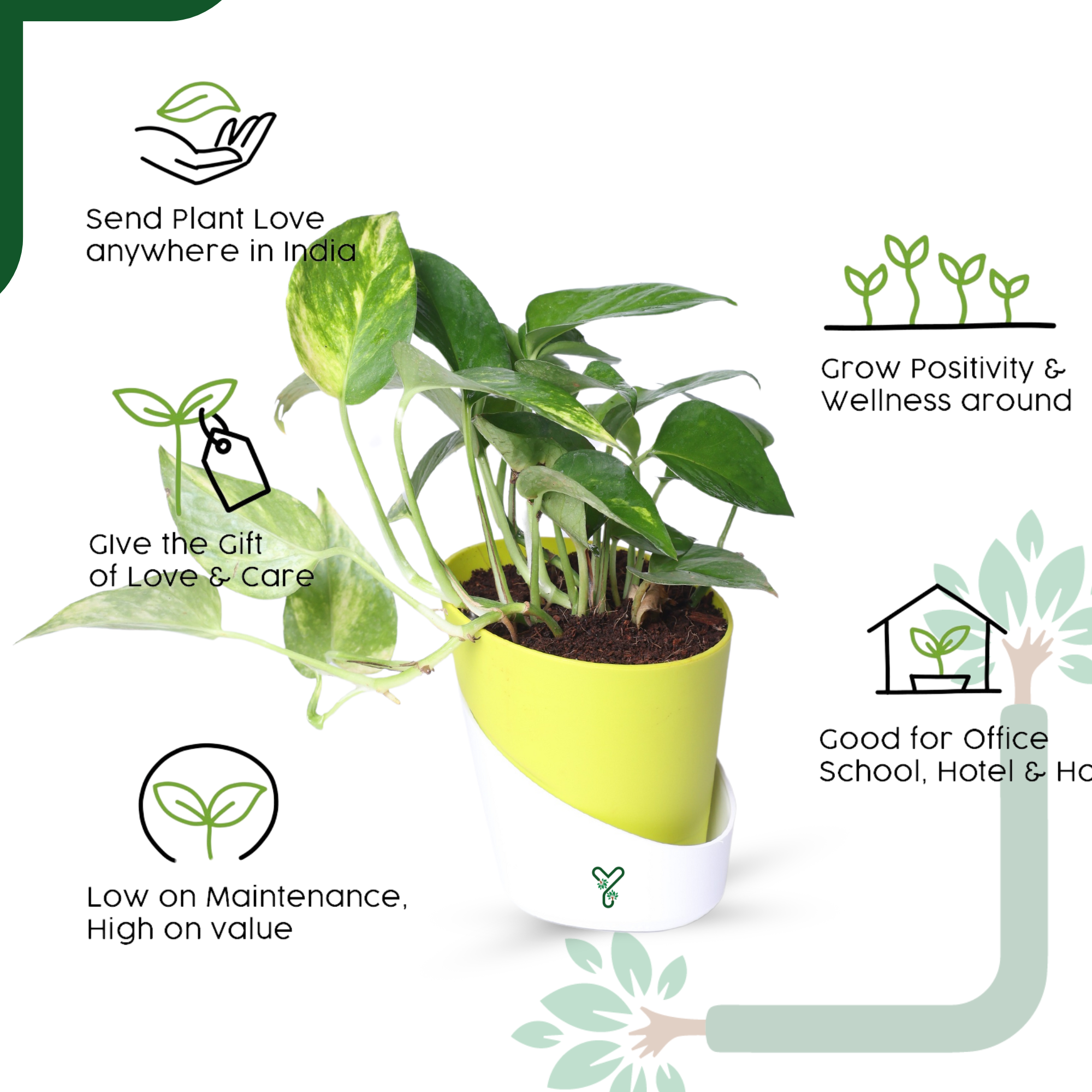 Green Money Plant Live Plant- Air Purifying & Prosperity Bringing Indoor Plant_4