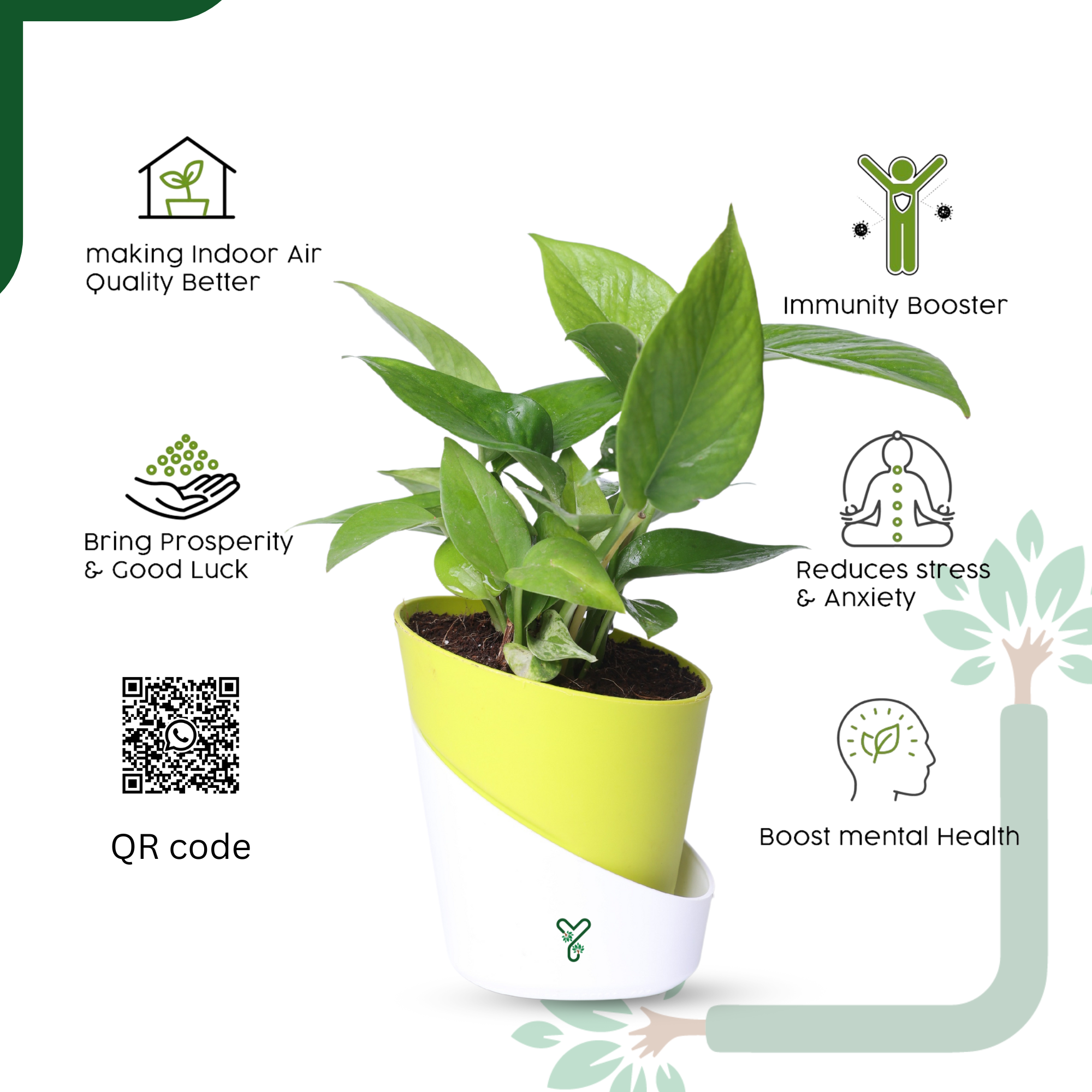 Green Money Plant Live Plant- Air Purifying & Prosperity Bringing Indoor Plant_5