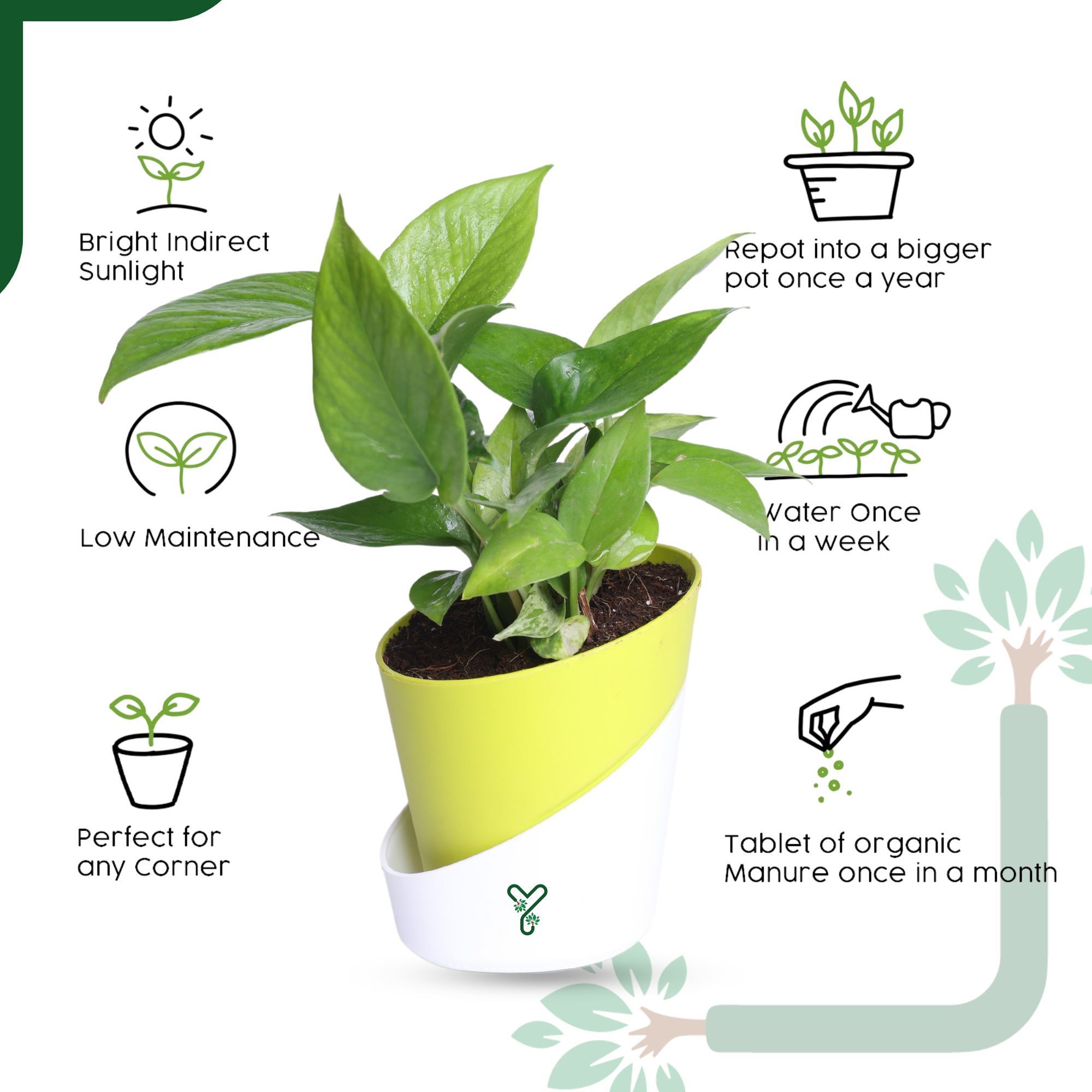 Green Money Plant Live Plant- Air Purifying & Prosperity Bringing Indoor Plant_6
