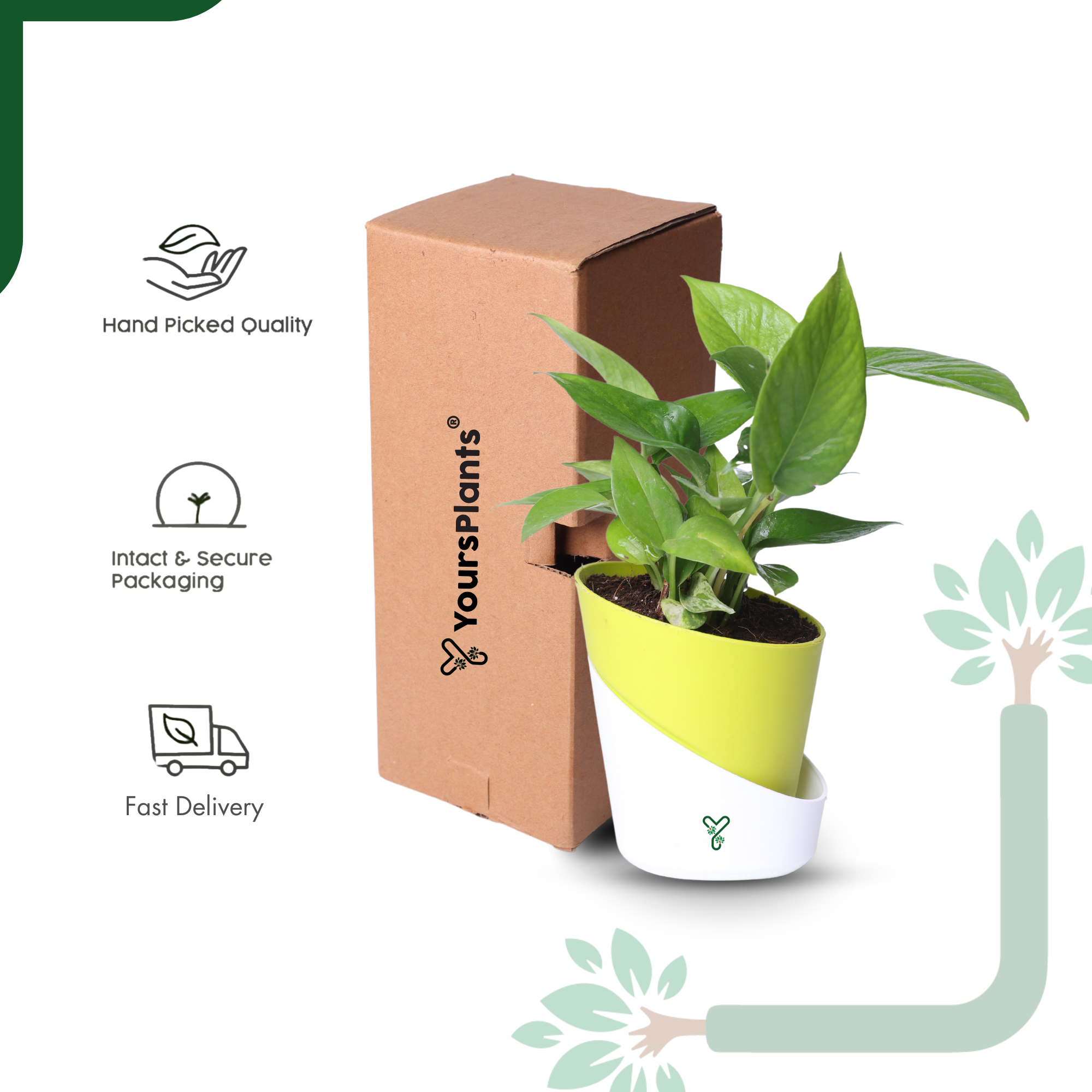 Green Money Plant Live Plant- Air Purifying & Prosperity Bringing Indoor Plant_7