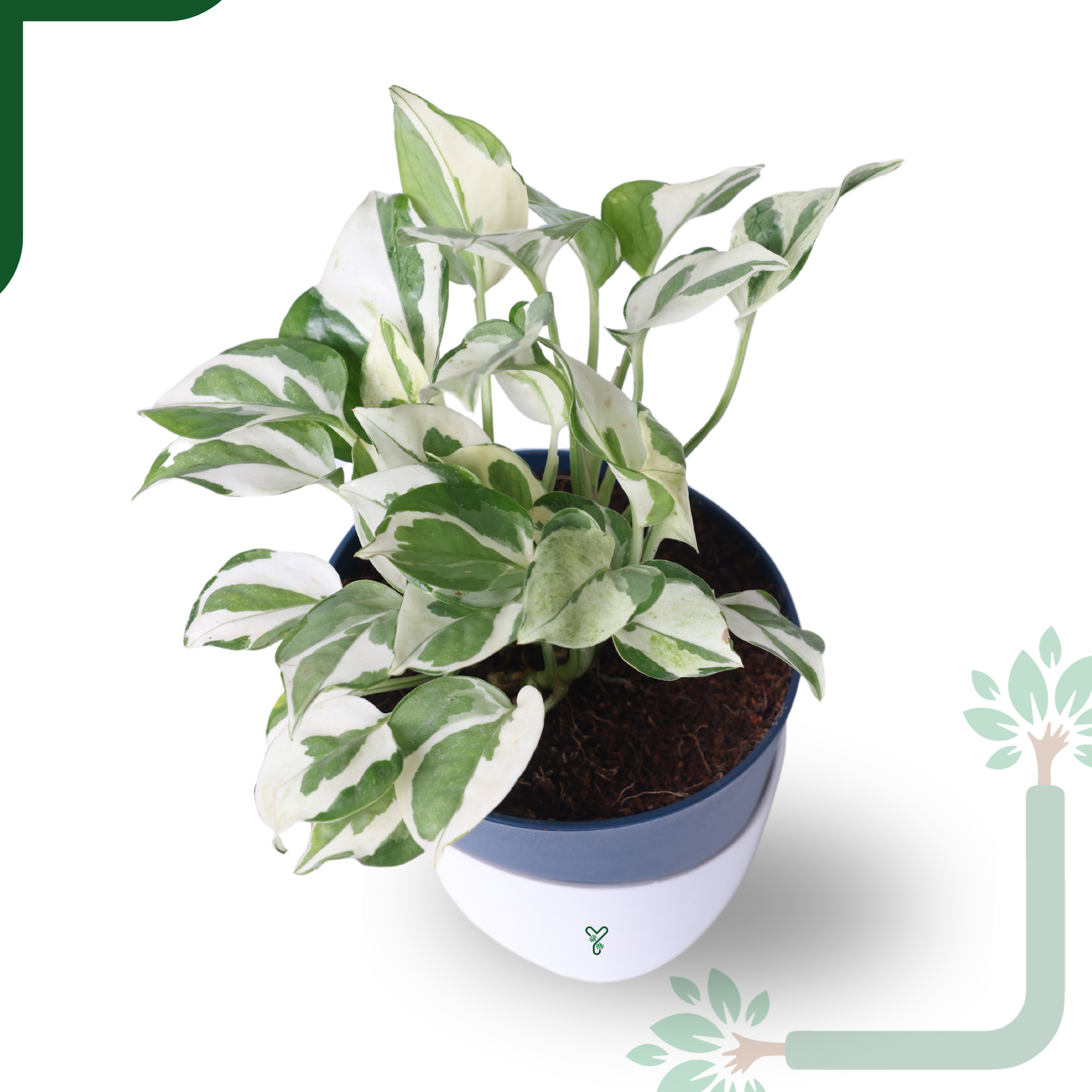 N'Joy Money Plant- Air Purifying & Easy Care Indoor Plant_1