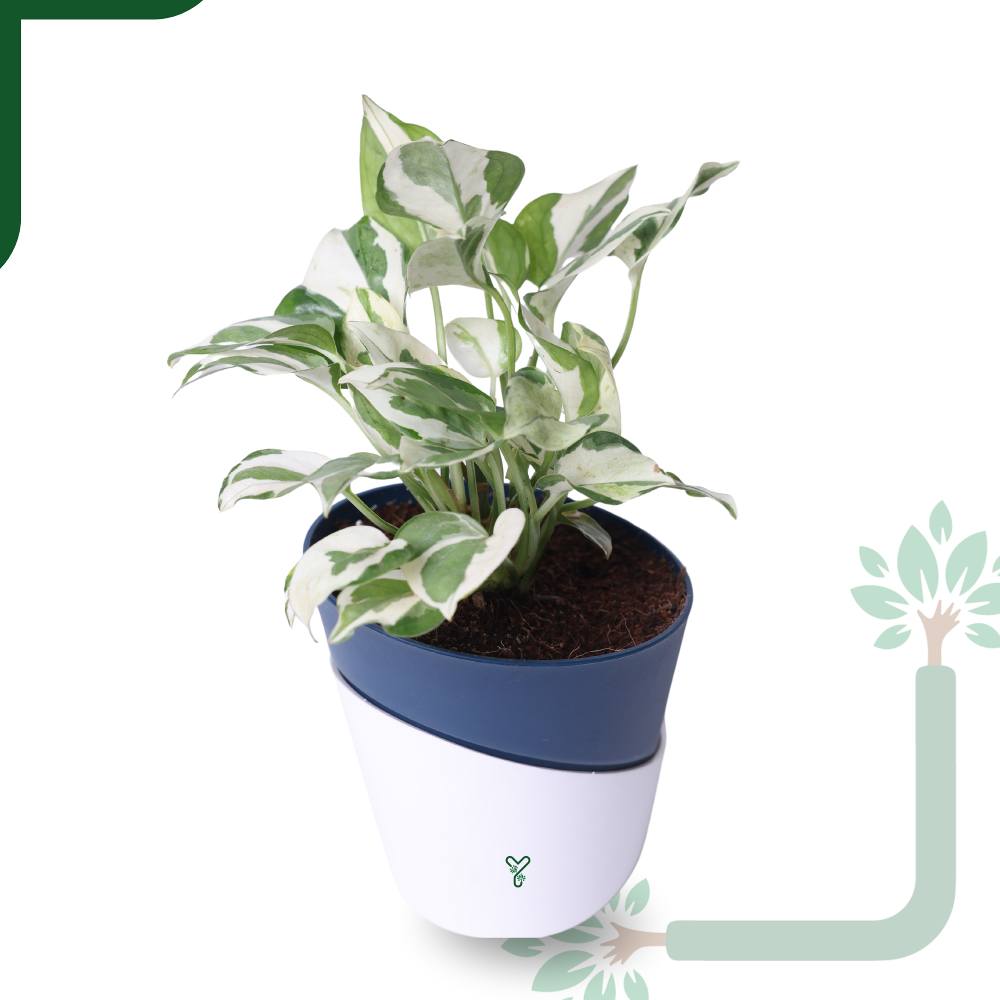 N'Joy Money Plant- Air Purifying & Easy Care Indoor Plant_2
