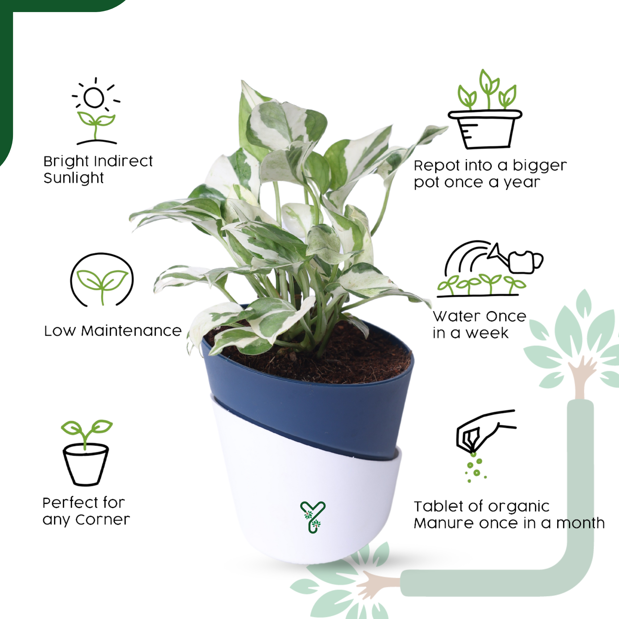 N'Joy Money Plant- Air Purifying & Easy Care Indoor Plant_3